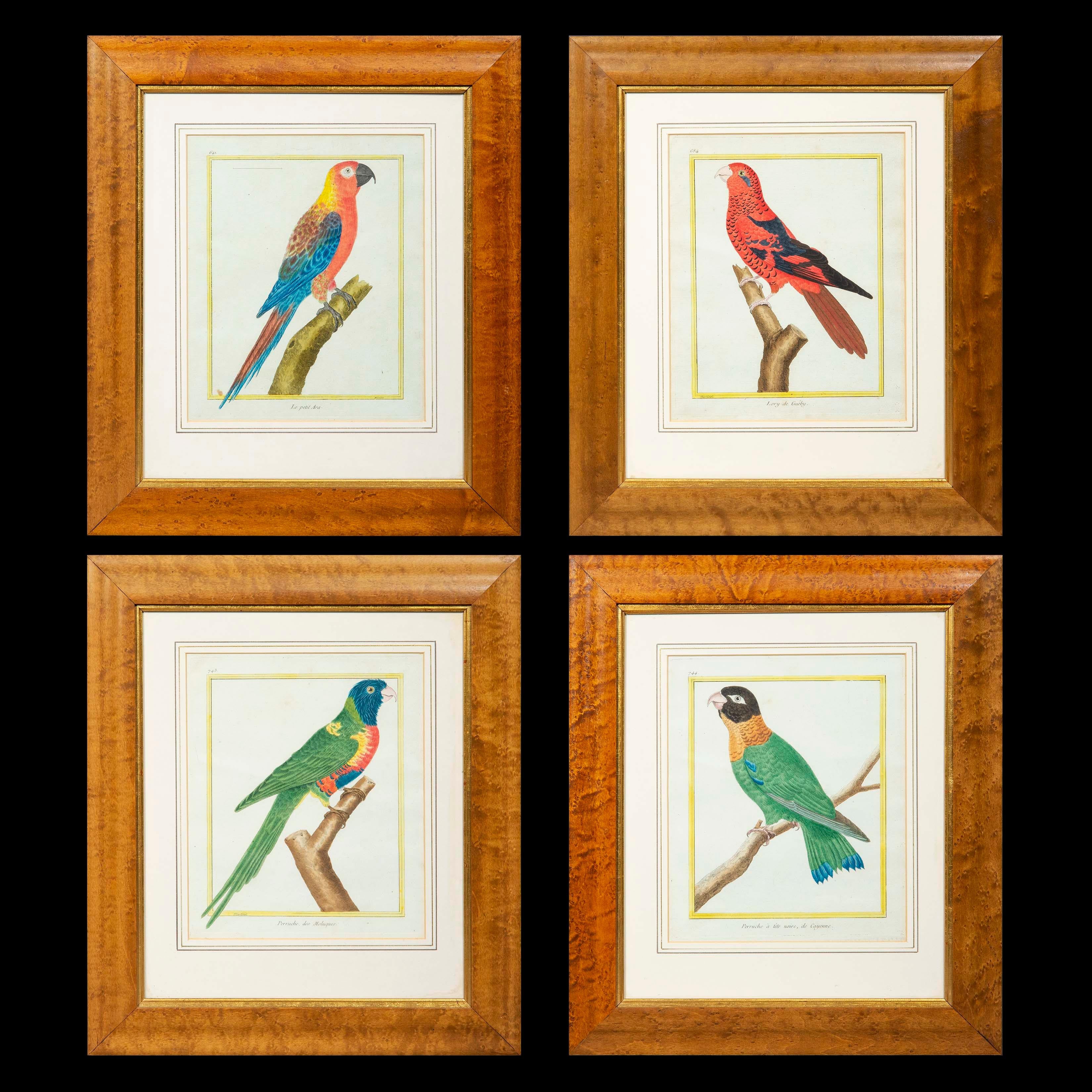French Set of Four 18th Century Parrot Prints Ornithological Engravings