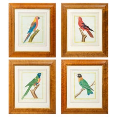 Set of Four 18th Century Parrot Prints Ornithological Engravings