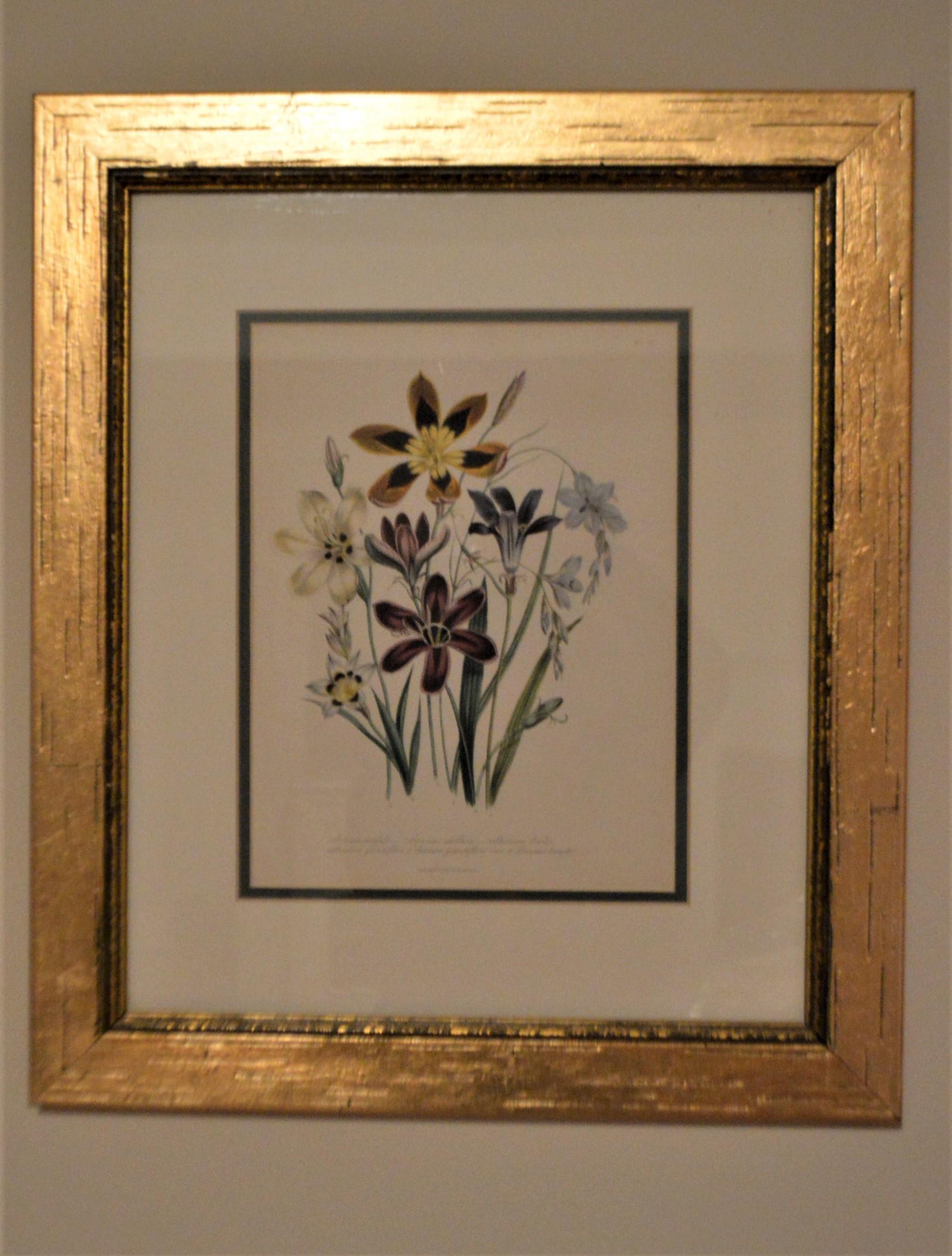English Set of Four 19th Century Botanical Lithographs, Hand Painted, Gilded Frames For Sale
