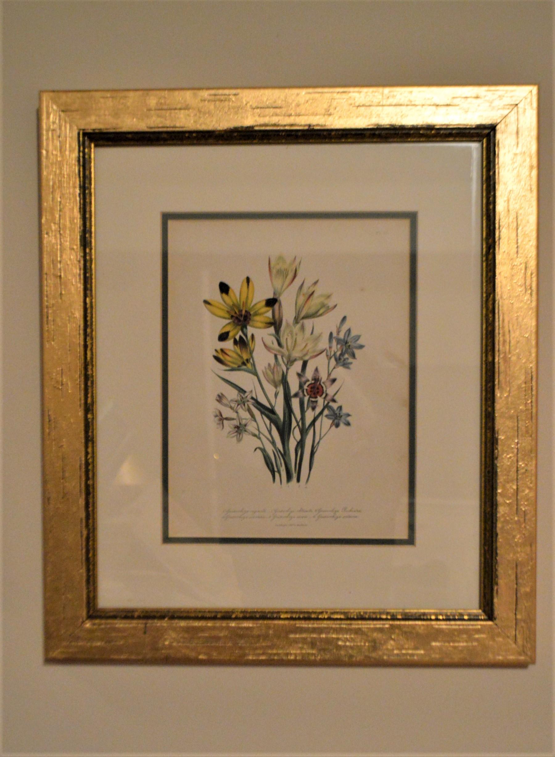 Gilt Set of Four 19th Century Botanical Lithographs, Hand Painted, Gilded Frames For Sale
