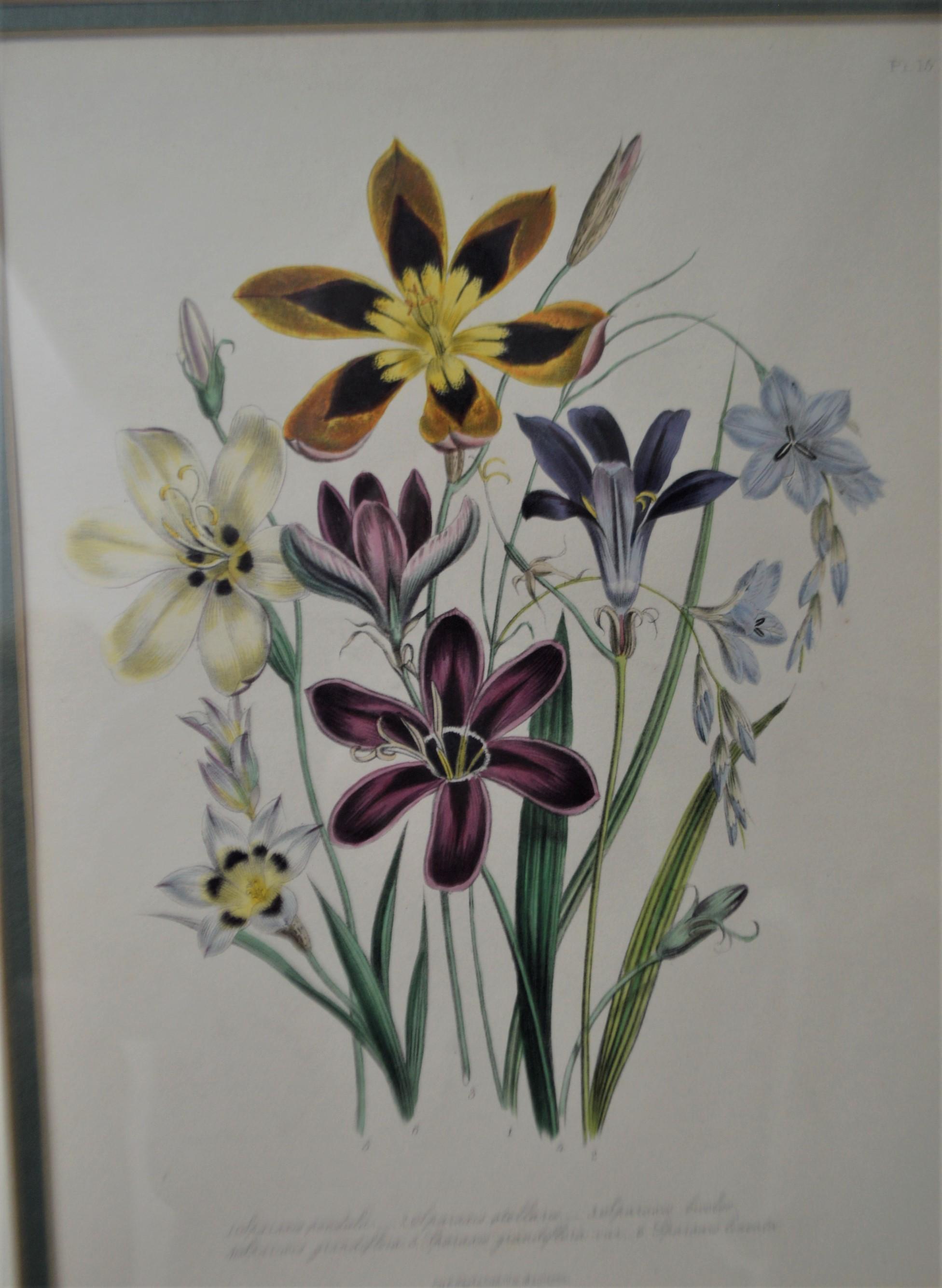 Set of Four 19th Century Botanical Lithographs, Hand Painted, Gilded Frames In Good Condition For Sale In Oakville, ON