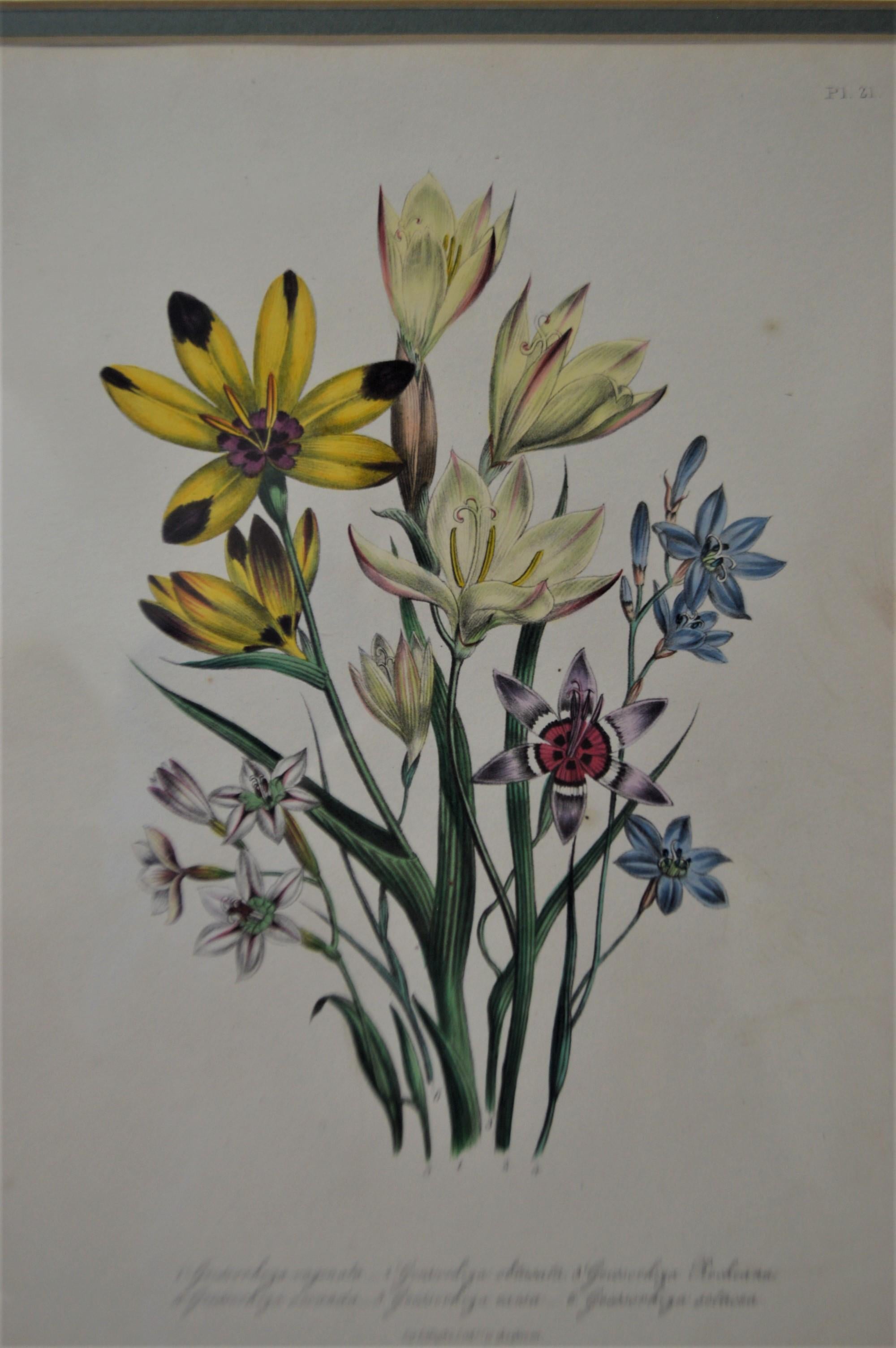 Wood Set of Four 19th Century Botanical Lithographs, Hand Painted, Gilded Frames For Sale