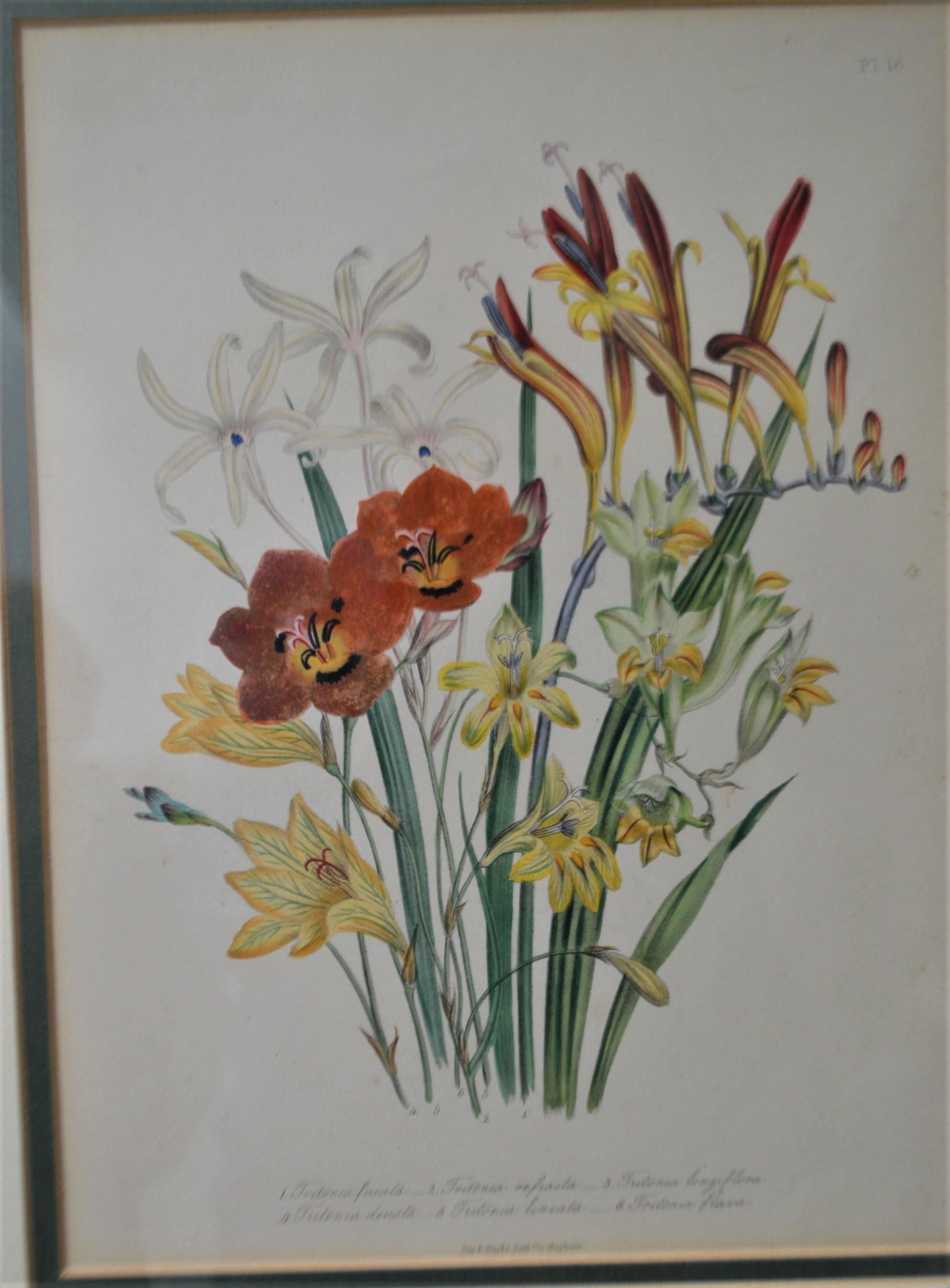 Set of Four 19th Century Botanical Lithographs, Hand Painted, Gilded Frames For Sale 1
