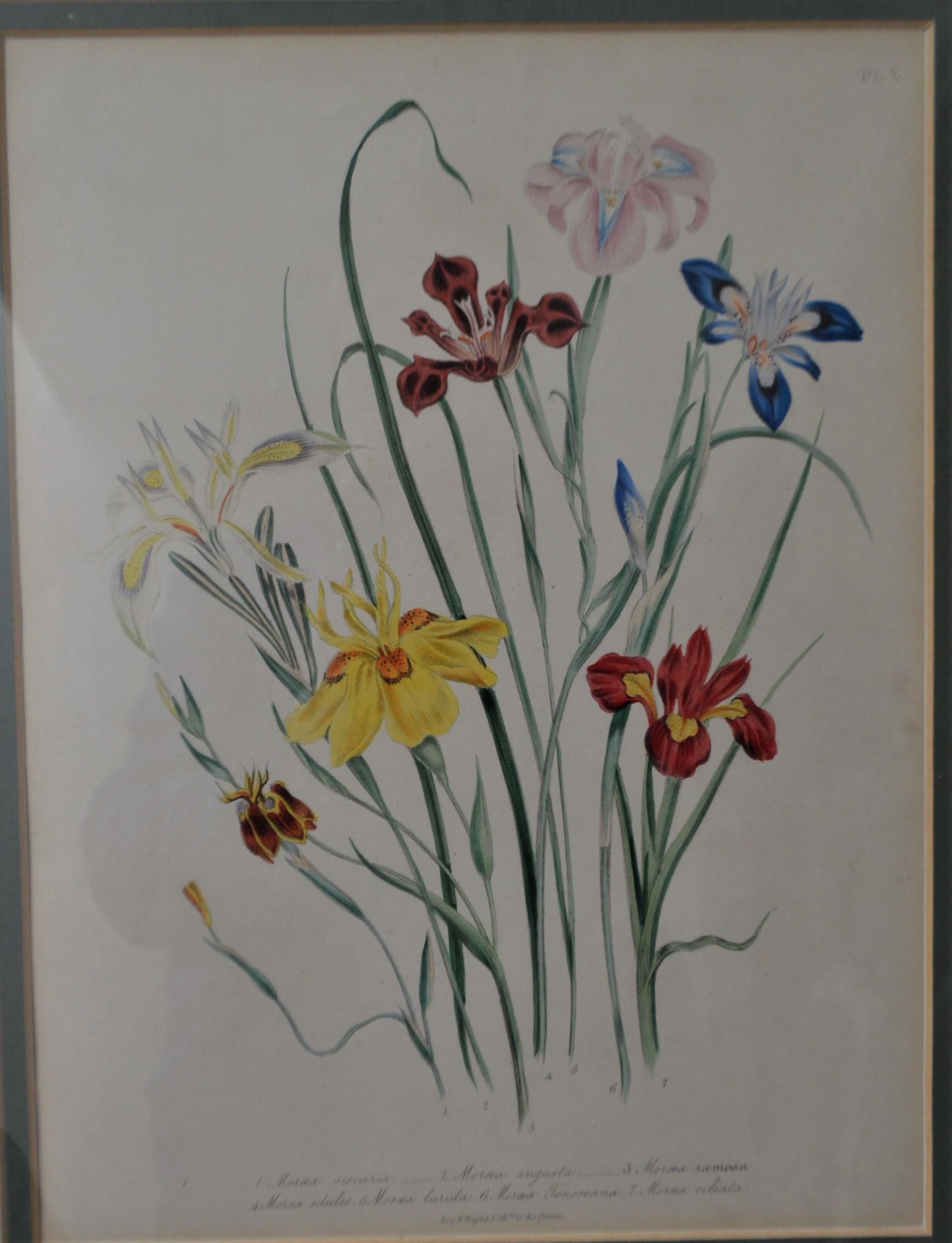 Set of Four 19th Century Botanical Lithographs, Hand Painted, Gilded Frames For Sale 2