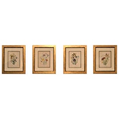 Set of Four 19th Century Botanical Lithographs, Hand Painted, Gilded Frames