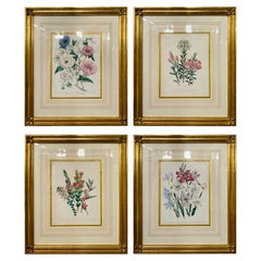 Set of Four 19th Century Botanical Prints Attributed to Mrs. Loudon