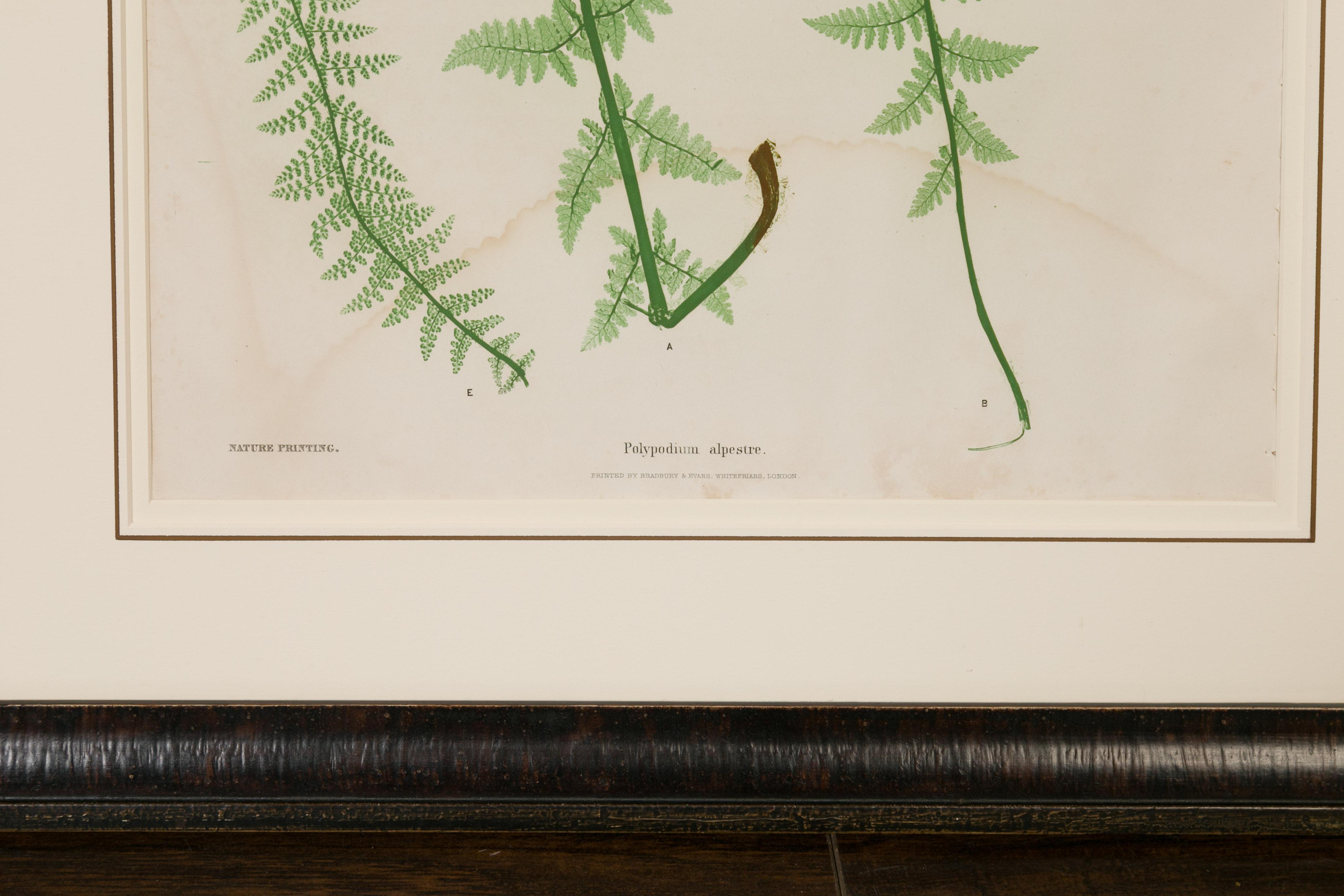 Set of Four 19th Century English Victorian Nature Printed Ferns in Black Frames For Sale 4