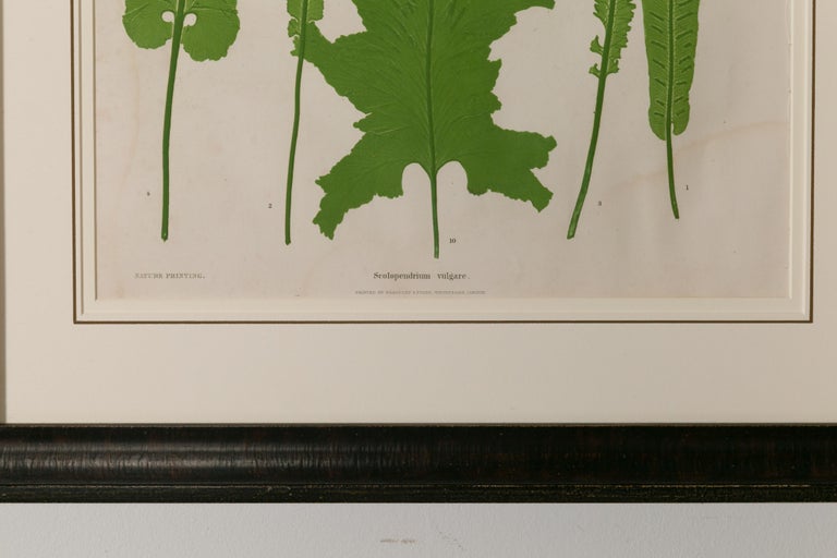 Set of Four 19th Century English Victorian Nature Printed Ferns in Black Frames For Sale 7