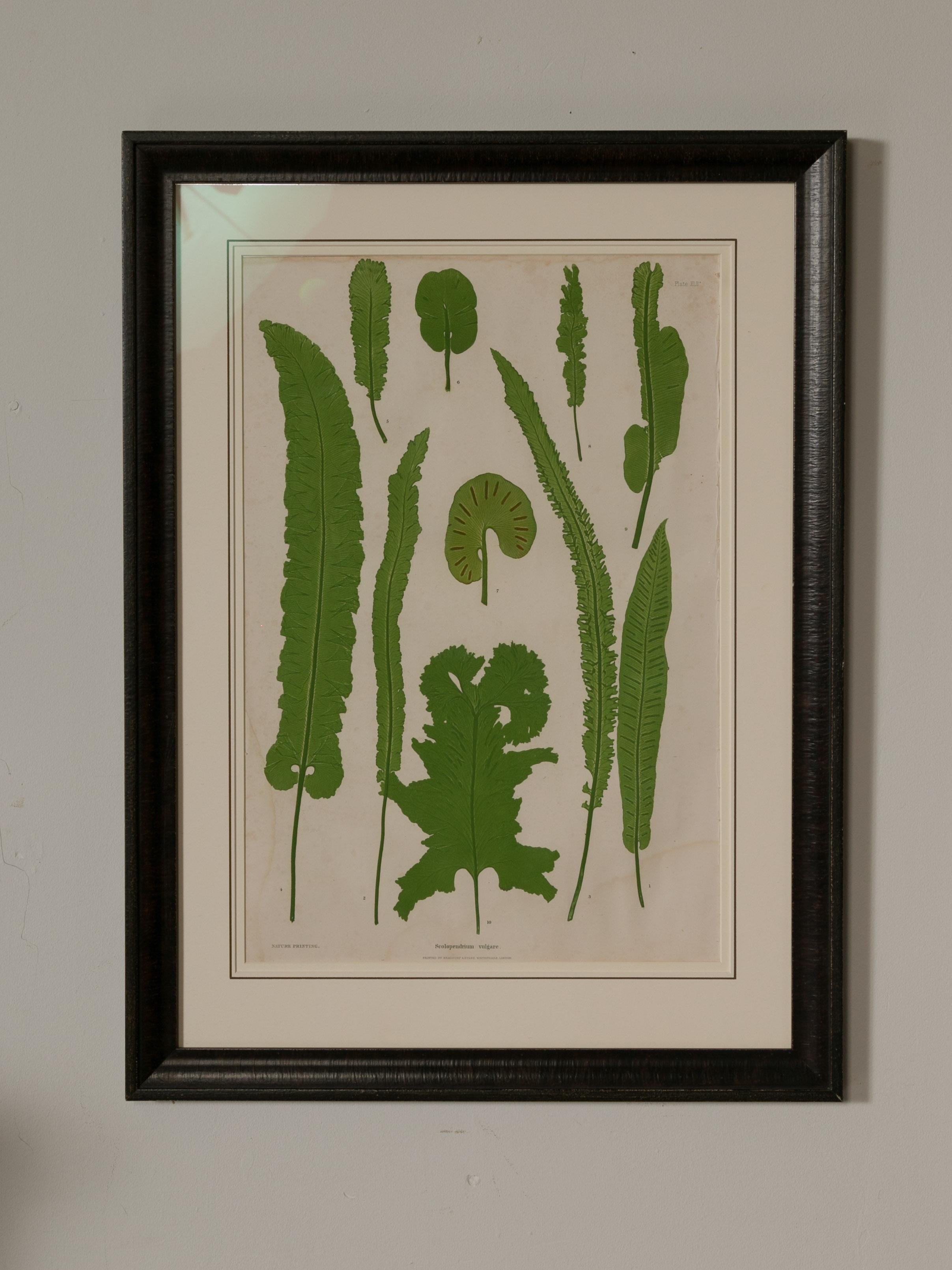 Set of Four 19th Century English Victorian Nature Printed Ferns in Black Frames For Sale 6