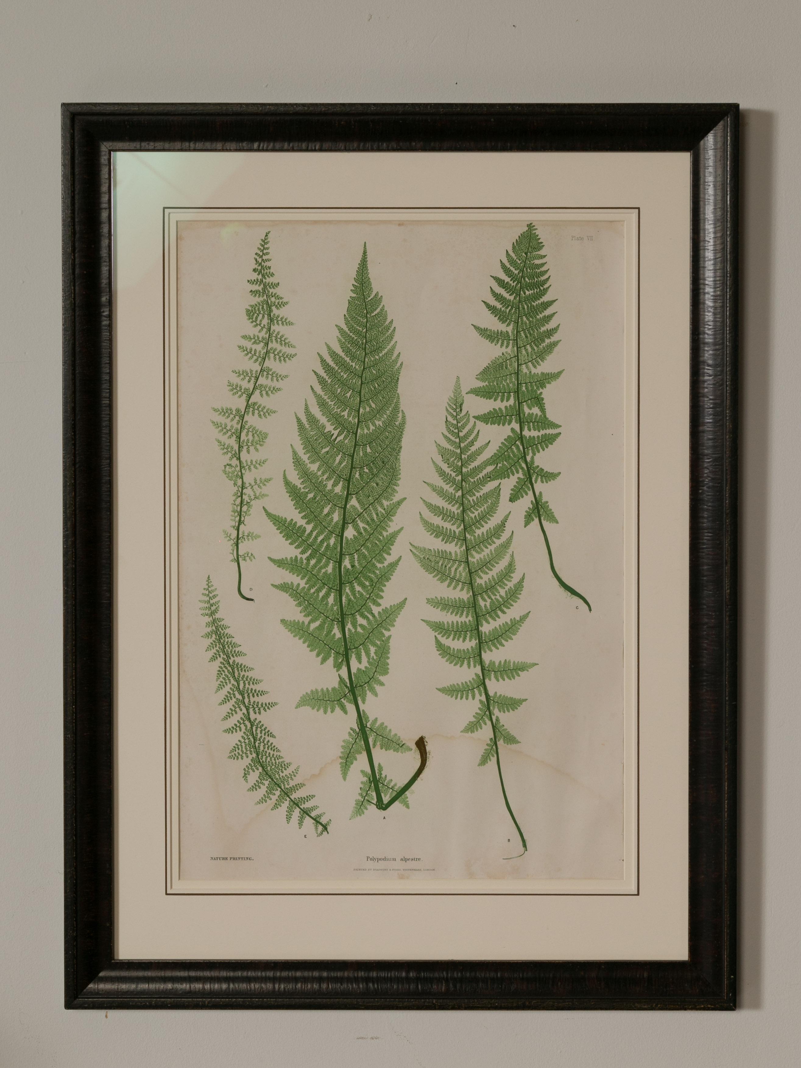 Set of Four 19th Century English Victorian Nature Printed Ferns in Black Frames 7