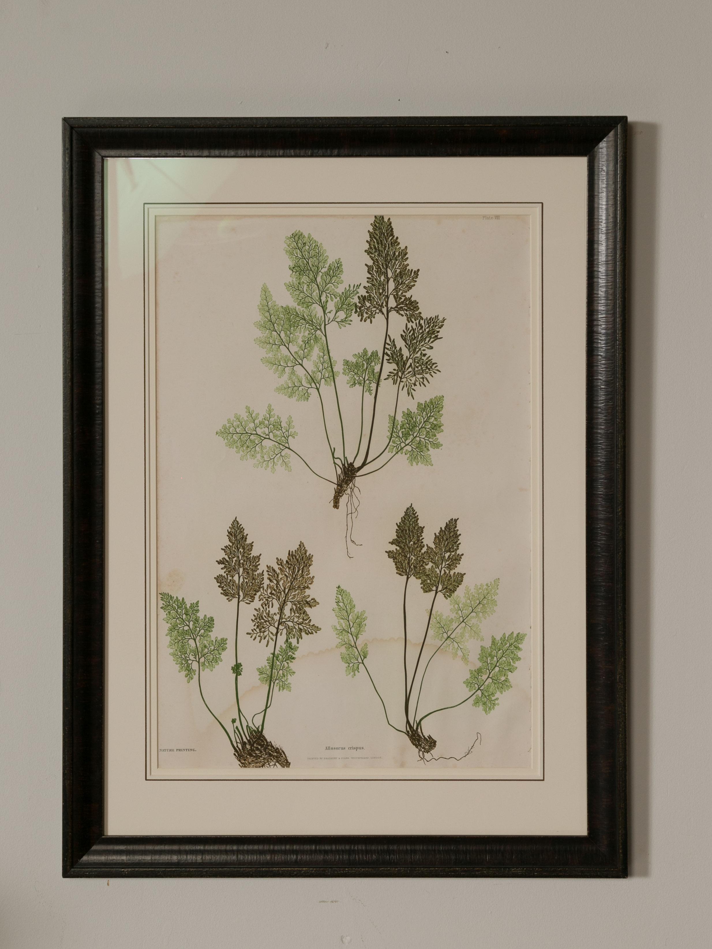 Set of Four 19th Century English Victorian Nature Printed Ferns in Black Frames 8