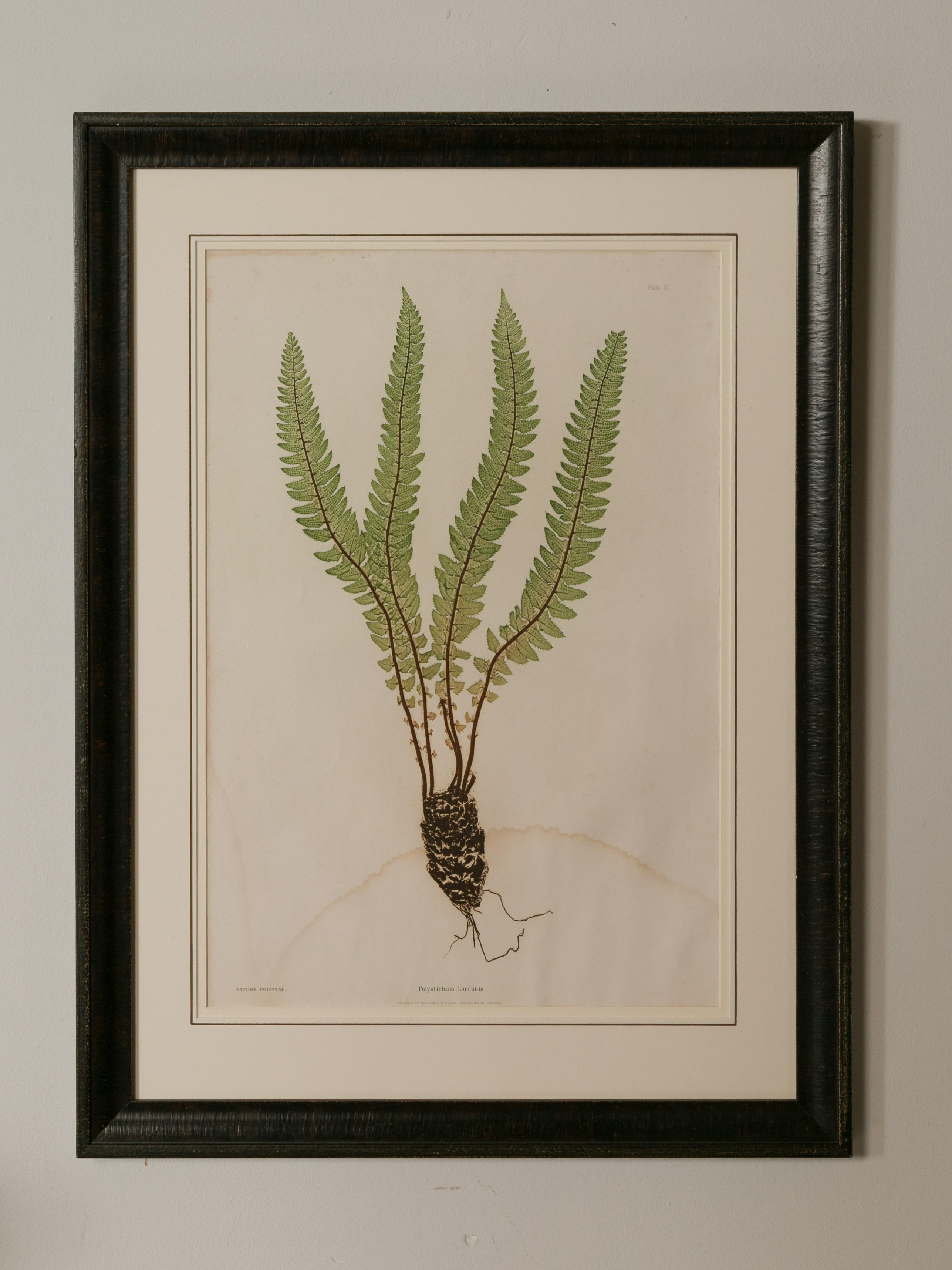 Set of Four 19th Century English Victorian Nature Printed Ferns in Black Frames For Sale 9