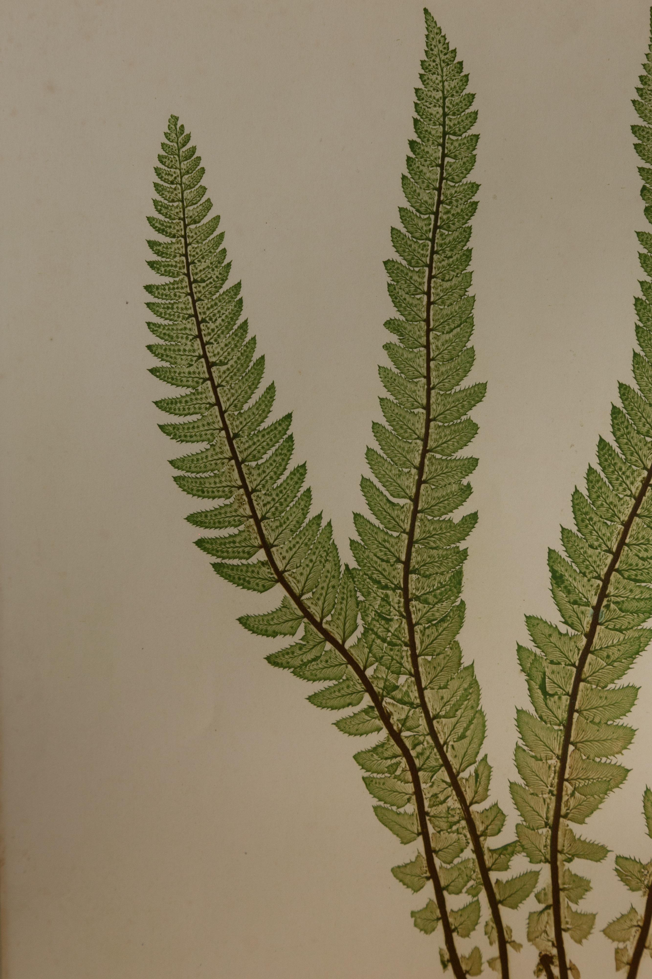 Set of Four 19th Century English Victorian Nature Printed Ferns in Black Frames 11