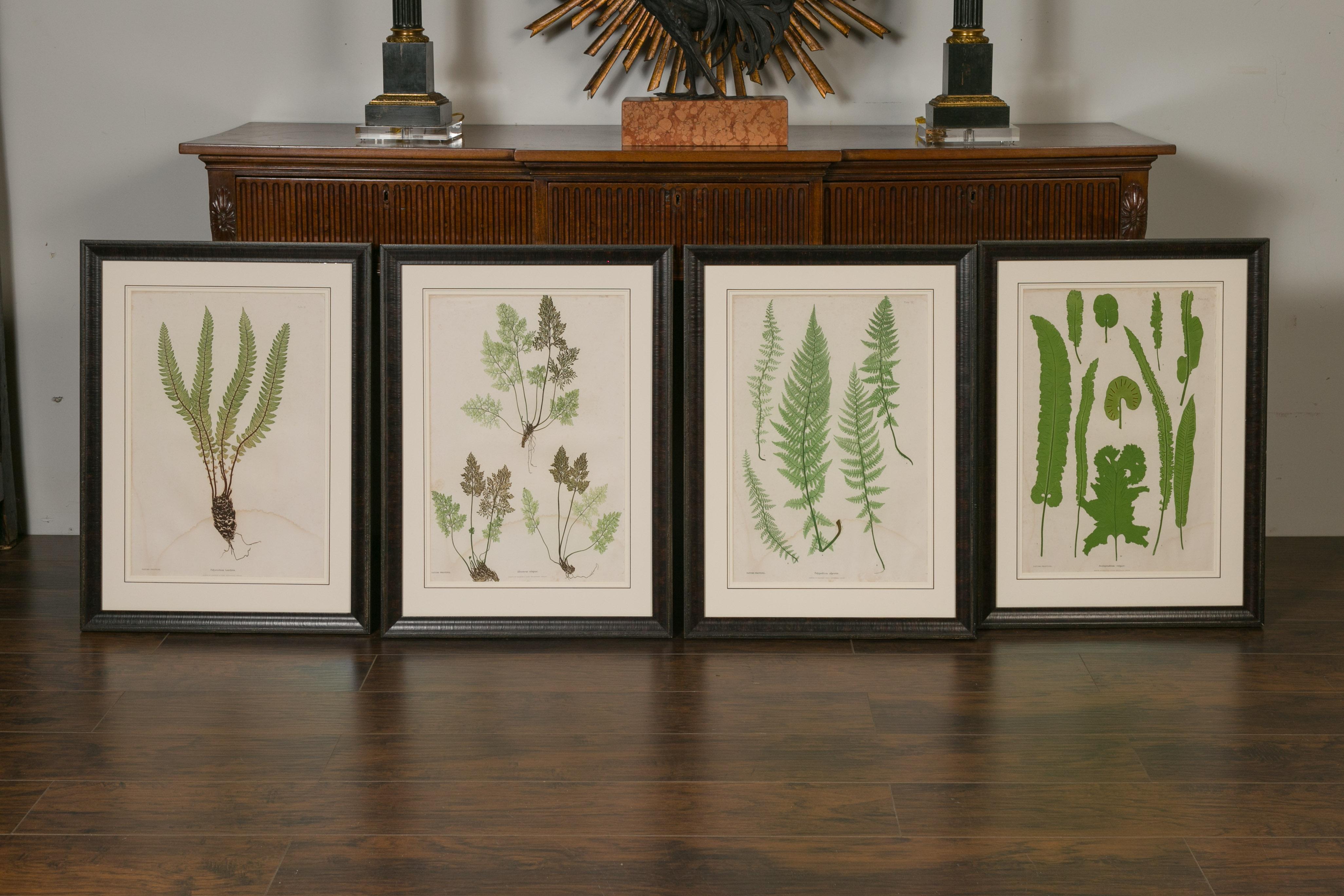 Un ensemble de quatre fougères anglaises imprimées sur nature du 19ème siècle dans des cadres noirs et sous verre. Une sélection rare de fougères anglaises du 19ème siècle imprimées dans la nature, provenant des Ferns of Great Britain and Ireland.