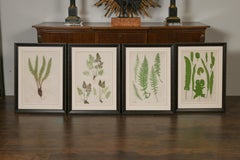 Set of Four 19th Century English Victorian Nature Printed Ferns in Black Frames