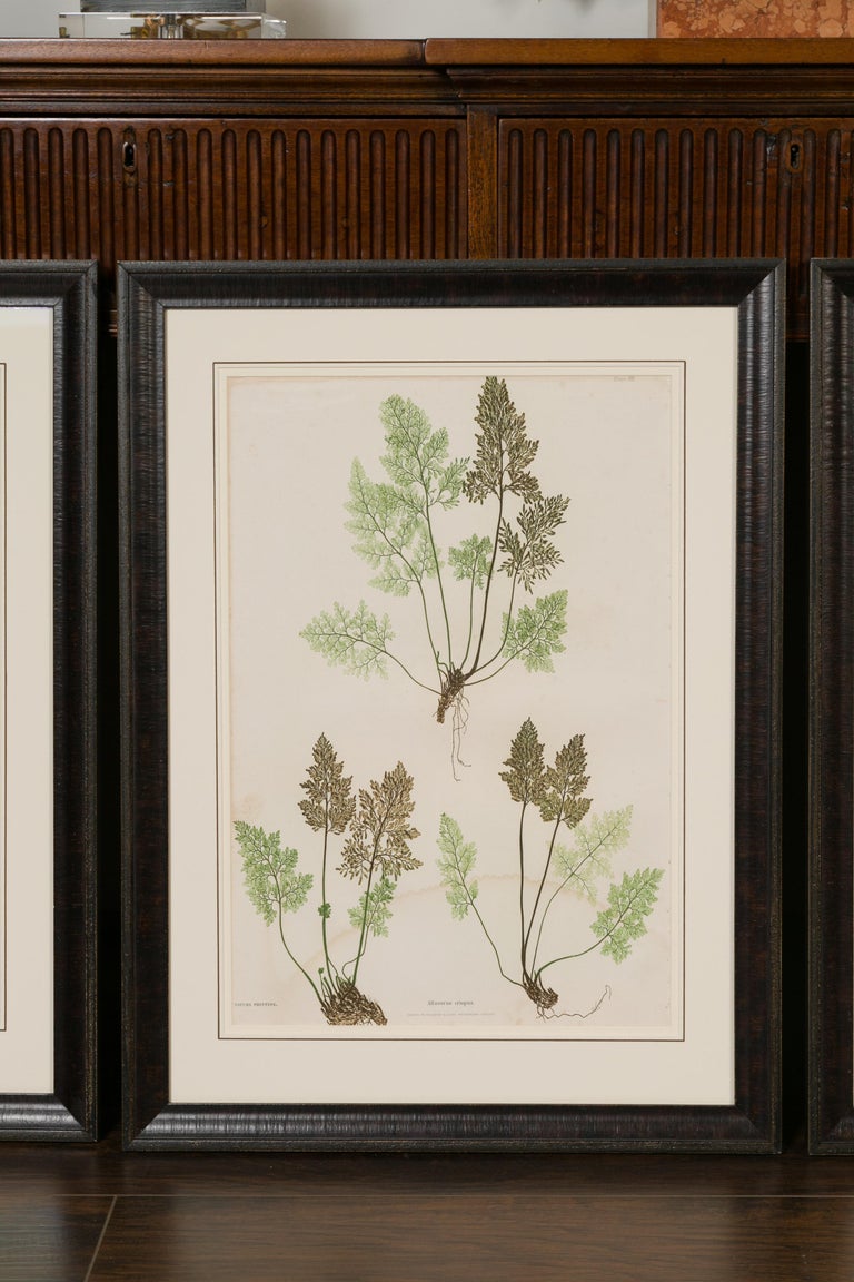 Glass Set of Four 19th Century English Victorian Nature Printed Ferns in Black Frames For Sale