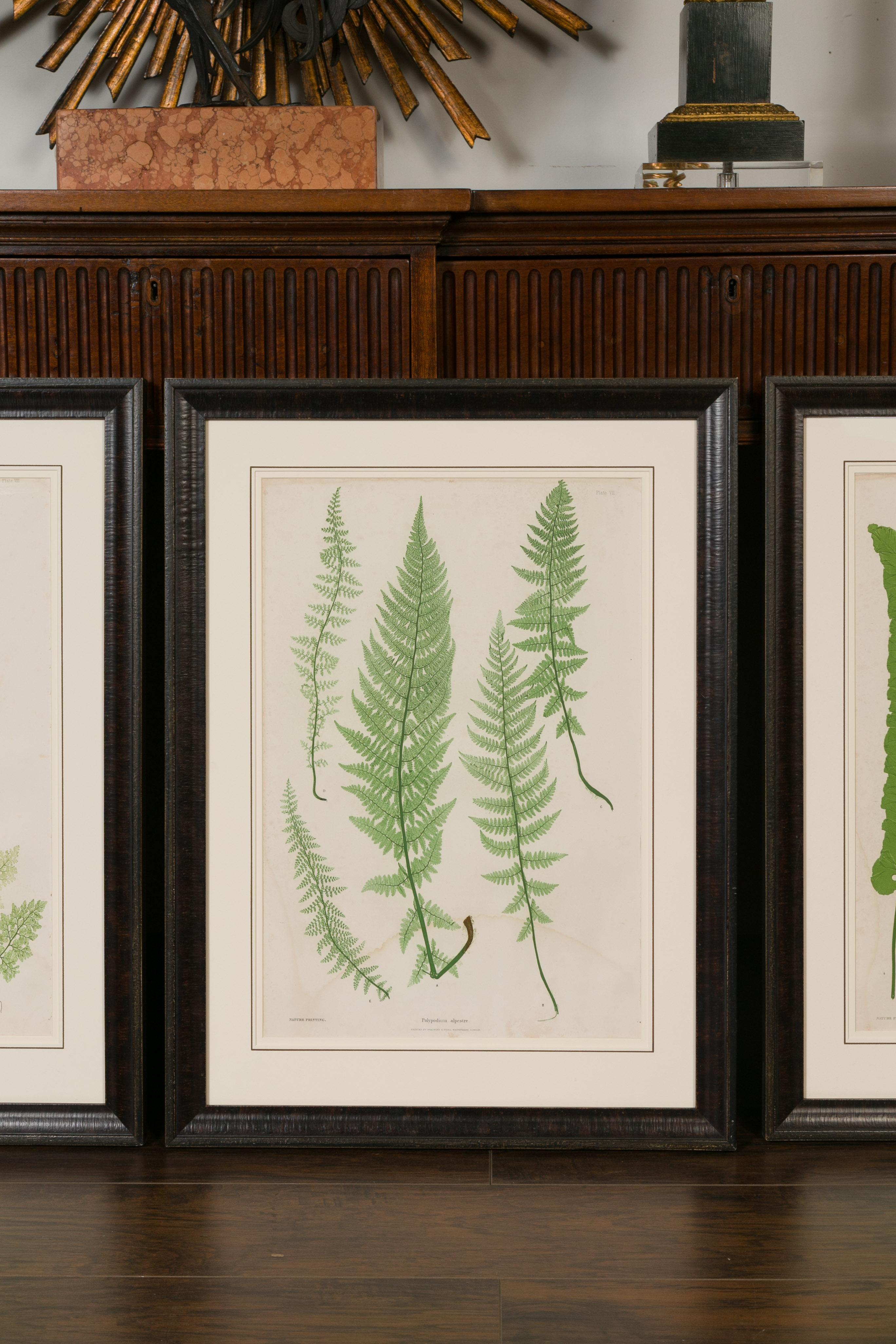 Set of Four 19th Century English Victorian Nature Printed Ferns in Black Frames In Good Condition In Atlanta, GA