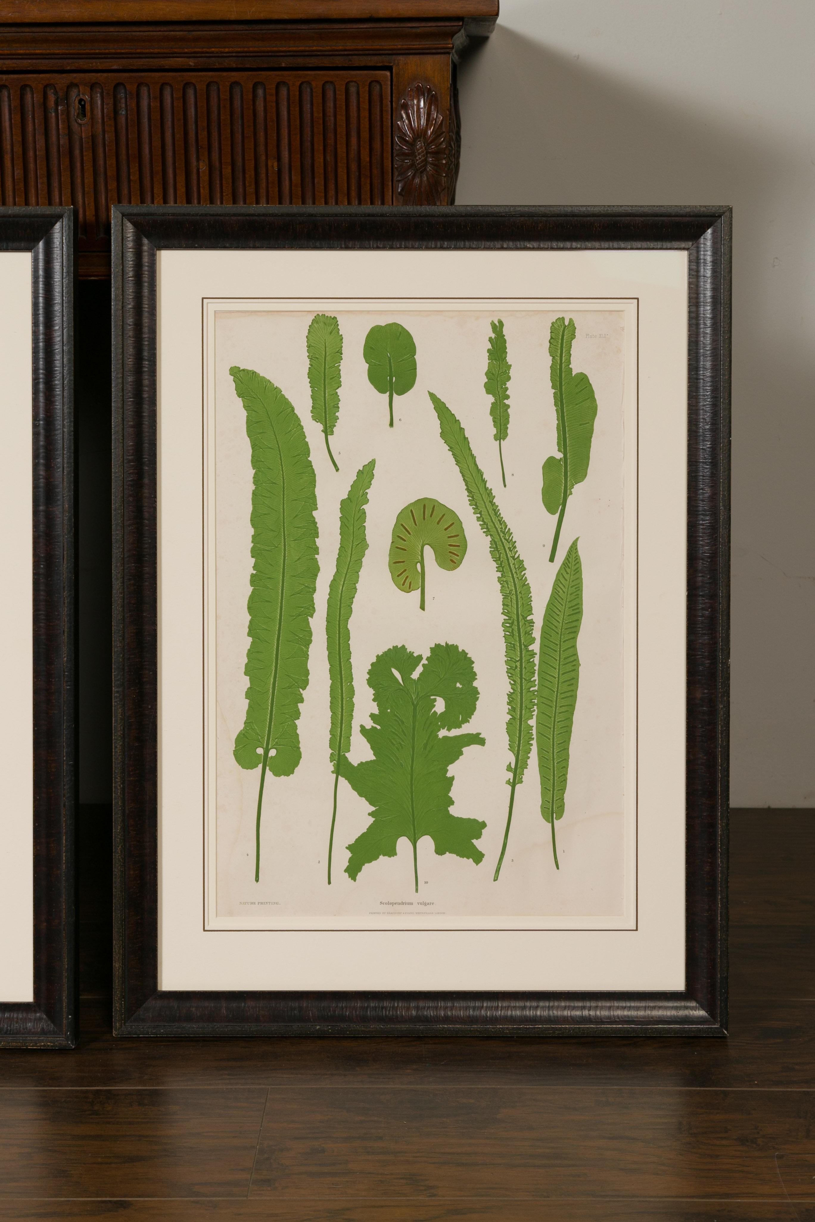 Glass Set of Four 19th Century English Victorian Nature Printed Ferns in Black Frames For Sale