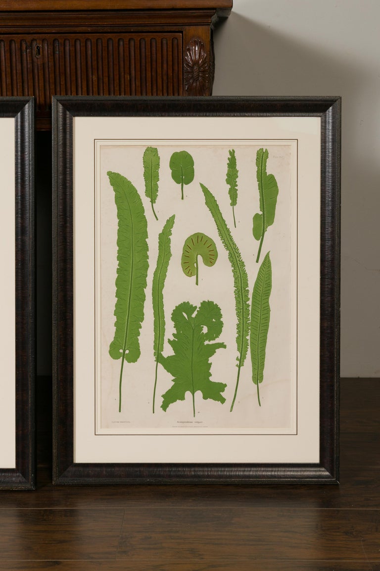 Set of Four 19th Century English Victorian Nature Printed Ferns in Black Frames For Sale 2