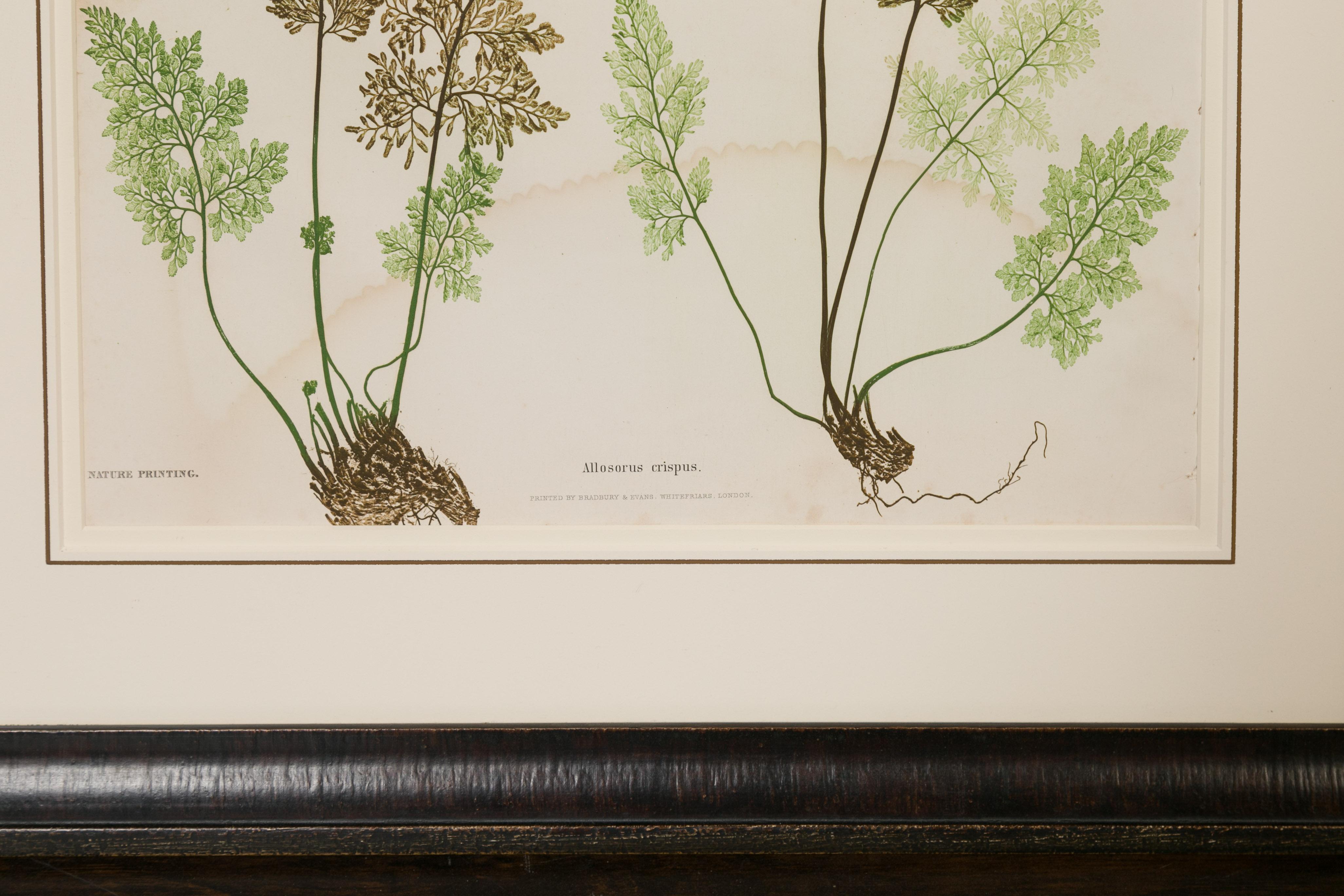 Set of Four 19th Century English Victorian Nature Printed Ferns in Black Frames For Sale 3