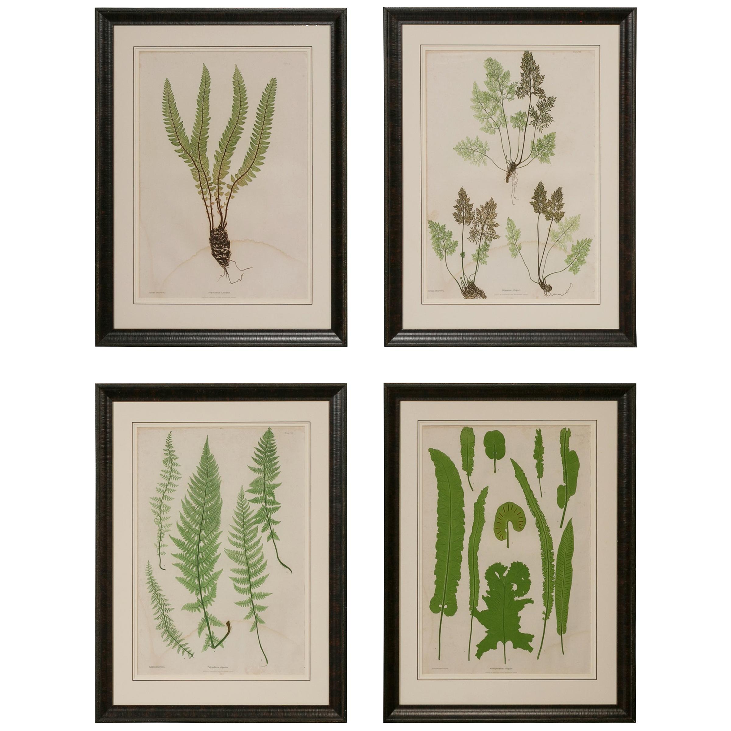 Set of Four 19th Century English Victorian Nature Printed Ferns in Black Frames