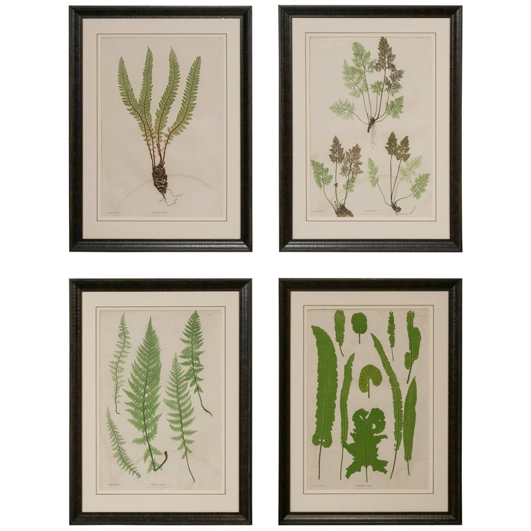 Set of Four 19th Century English Victorian Nature Printed Ferns in Black Frames For Sale