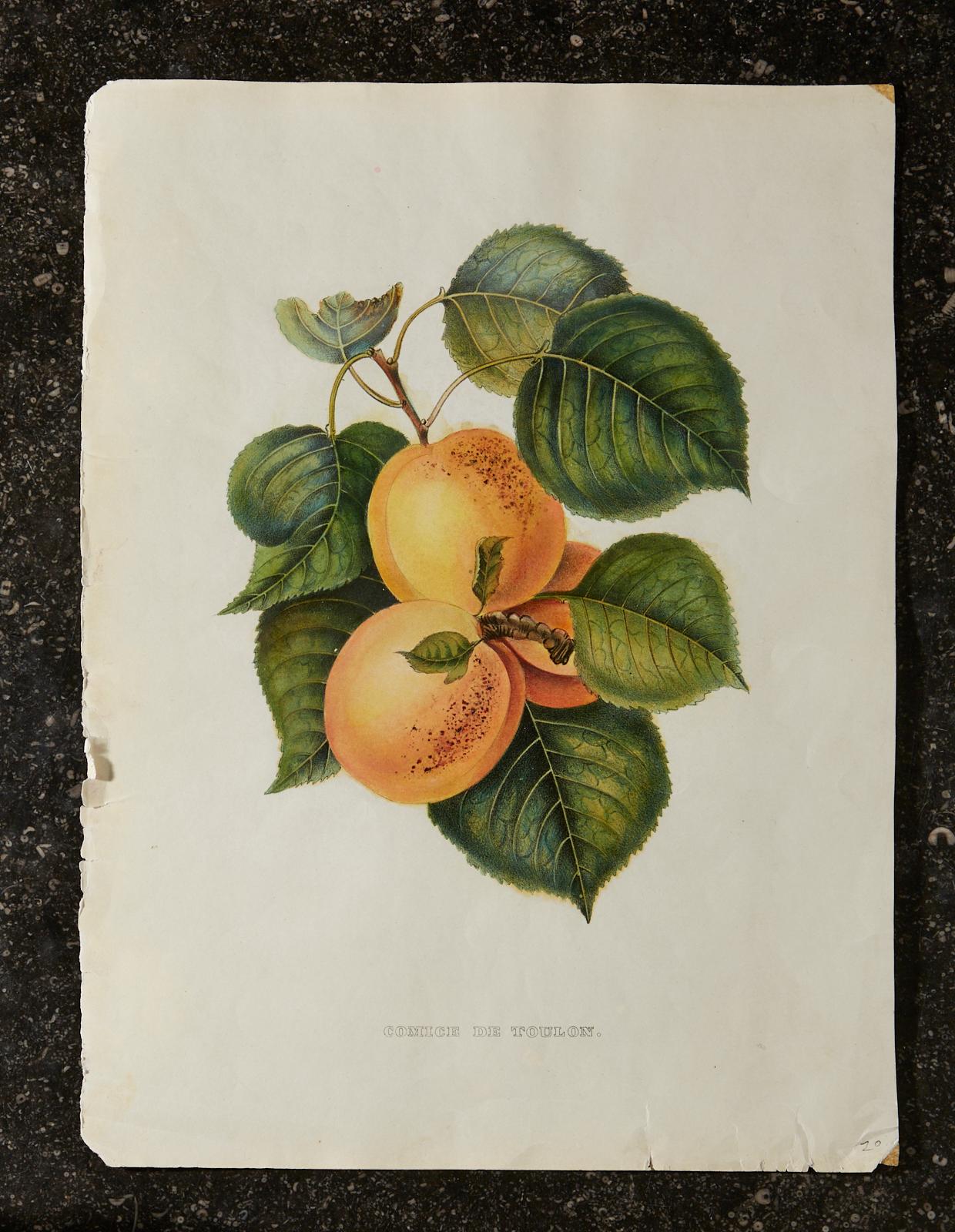Set of Four 19th Century Hand-Colored Botanical Fruit Prints 5
