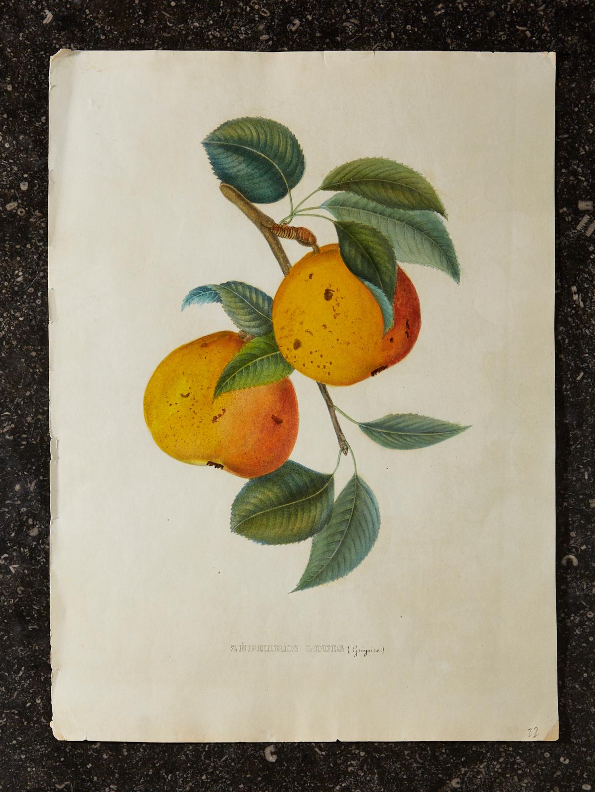 Set of Four 19th Century Hand-Colored Botanical Fruit Prints 6