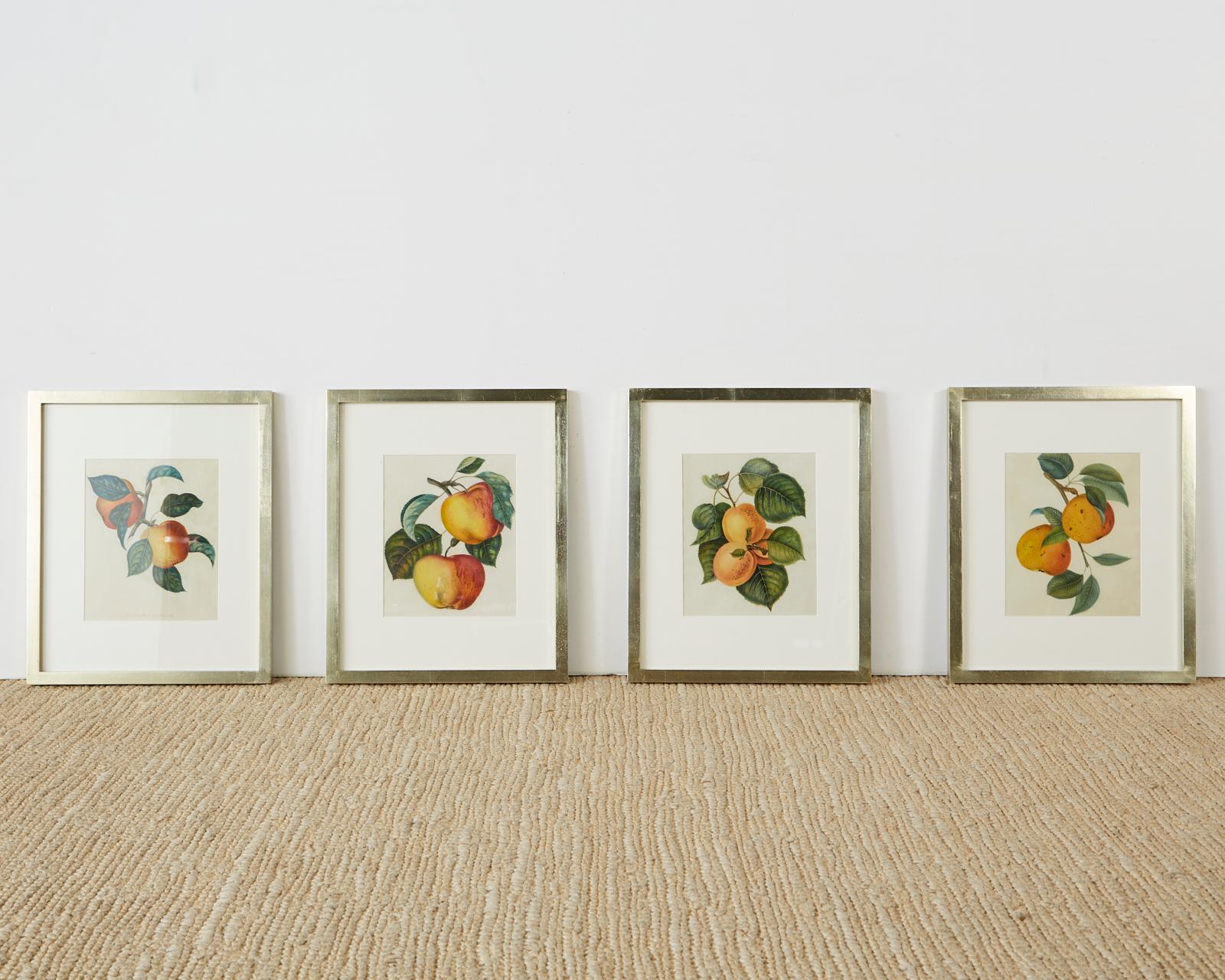 Set of Four 19th Century Hand-Colored Botanical Fruit Prints 8