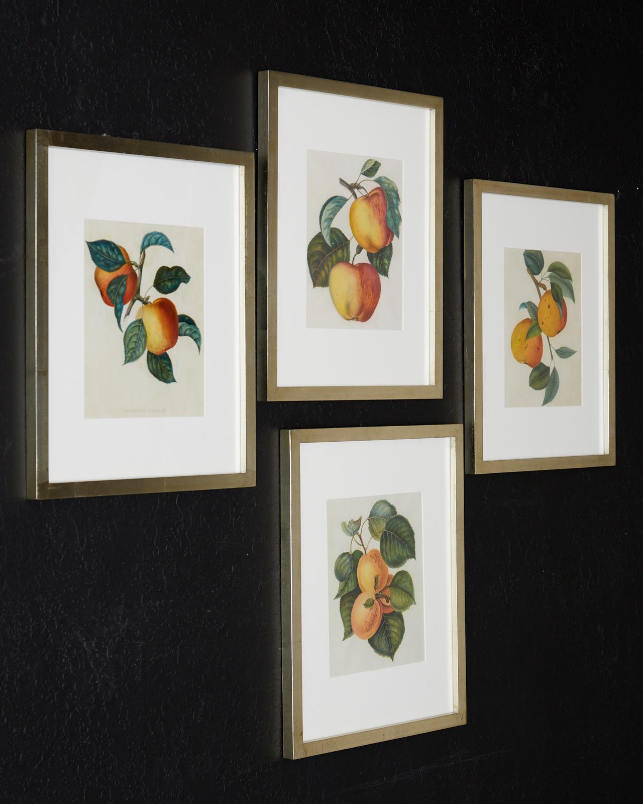 Set of Four 19th Century Hand-Colored Botanical Fruit Prints 9