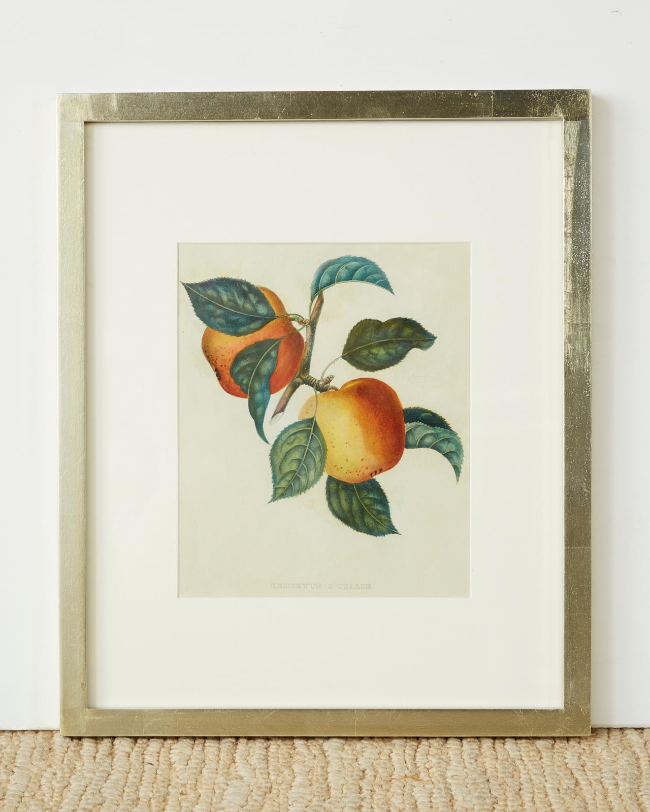 Victorian Set of Four 19th Century Hand-Colored Botanical Fruit Prints