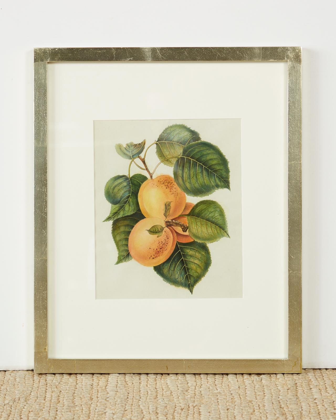 Hand-Crafted Set of Four 19th Century Hand-Colored Botanical Fruit Prints