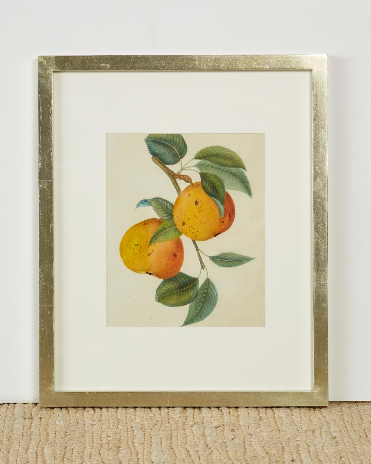 Set of Four 19th Century Hand-Colored Botanical Fruit Prints In Good Condition In Rio Vista, CA