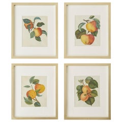 Set of Four 19th Century Hand-Colored Botanical Fruit Prints