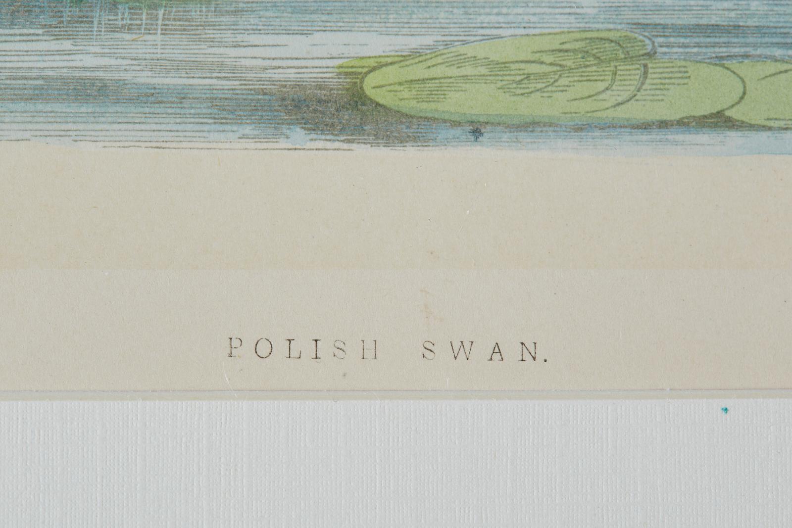 Set of Four 19th Century Swan Wood Block Prints 10