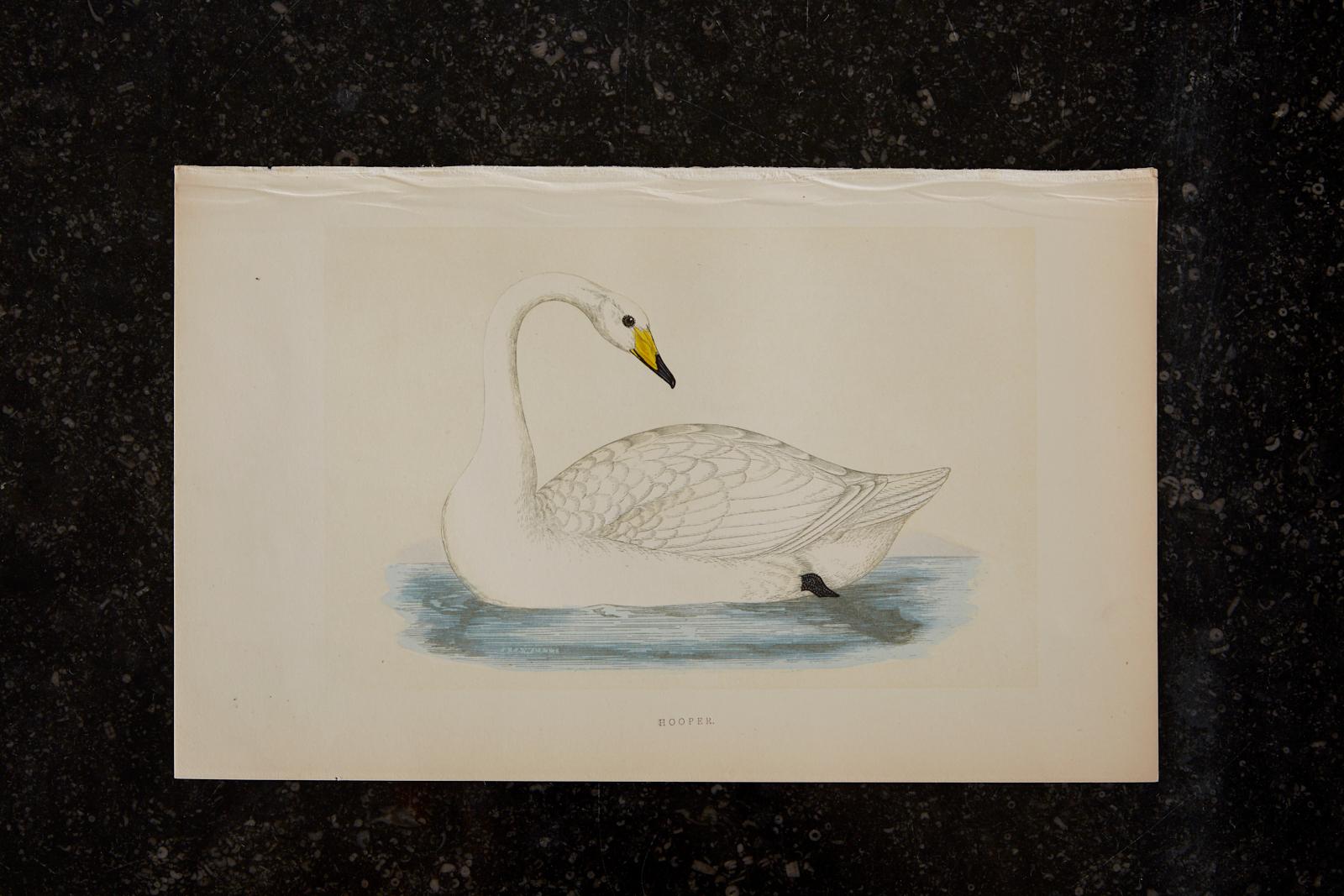 Set of Four 19th Century Swan Wood Block Prints 11