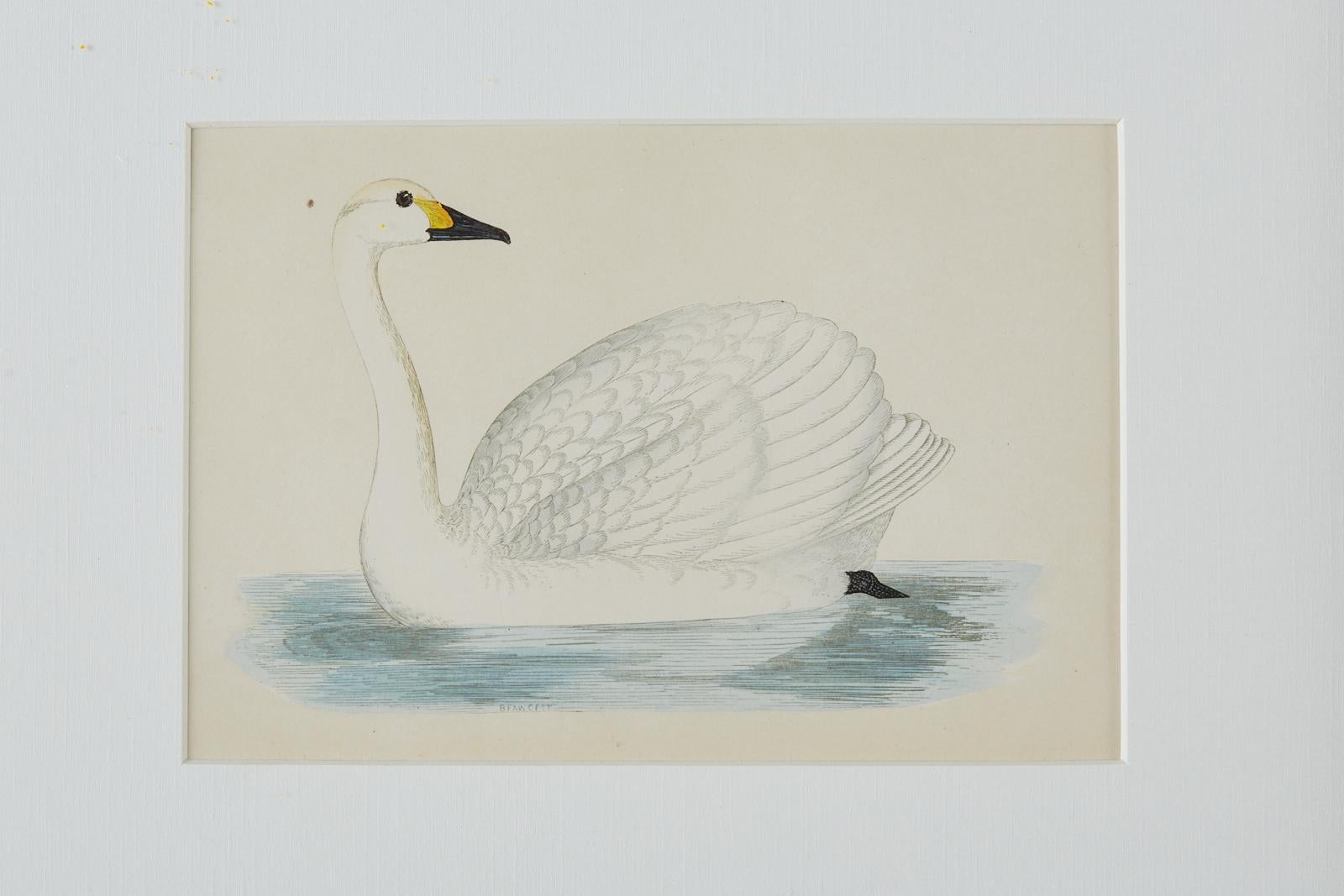 Set of Four 19th Century Swan Wood Block Prints In Good Condition In Rio Vista, CA