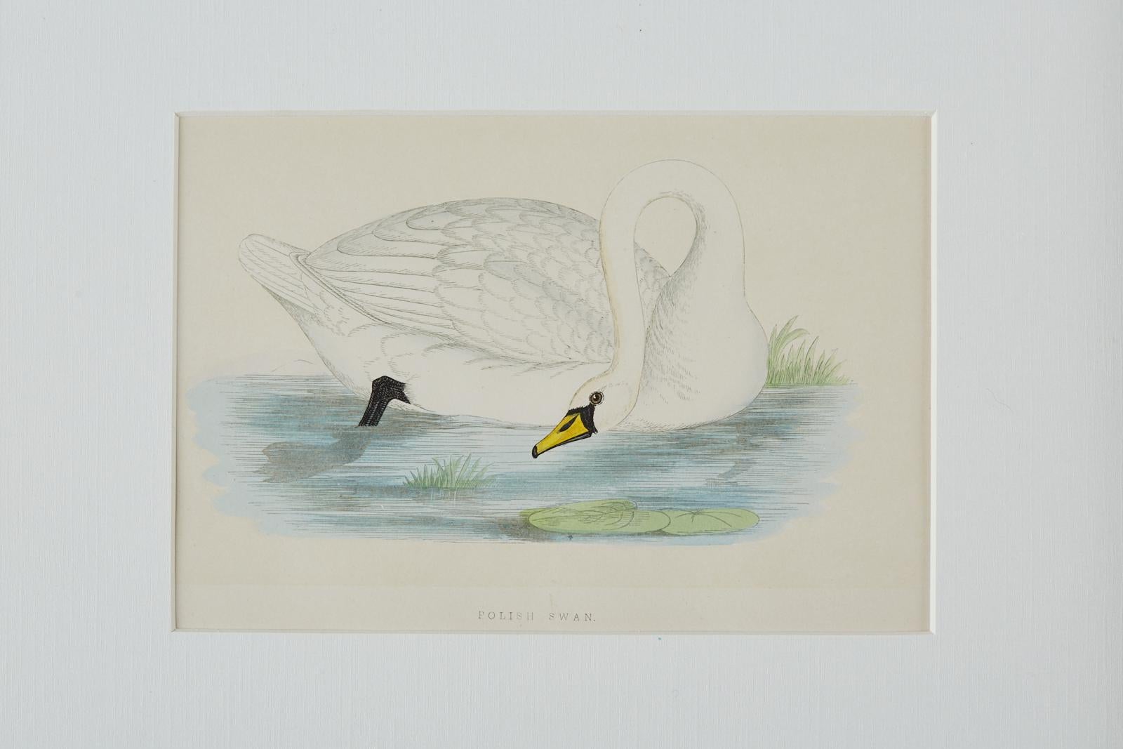 Set of Four 19th Century Swan Wood Block Prints 2