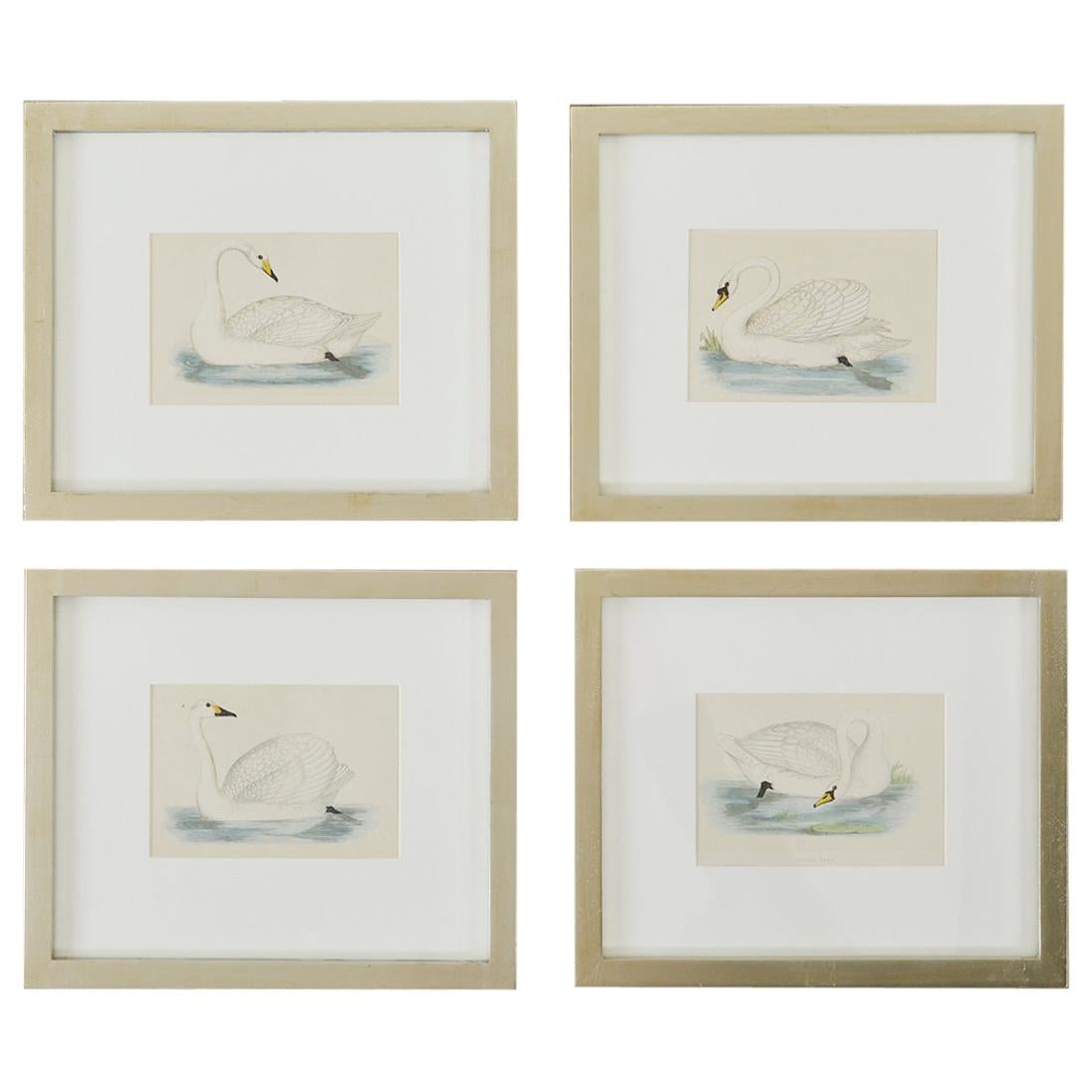 Set of Four 19th Century Swan Wood Block Prints