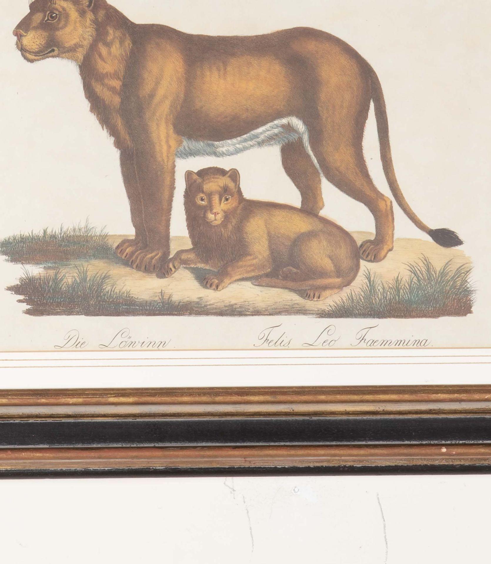 Set of Four Mid-19th Century, Brodtmann (Carl Joseph) hand-coloured lithographs from 'Naturhistorische Bilder-Gallerieaus dem Thierreiche'.Including: The Lion; The Lioness; The Bengal Tiger; The Panther, all framed and glazed. 1816.