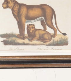 Ensemble de quatre lithographies zoologiques du 19e siècle coloriées à la main