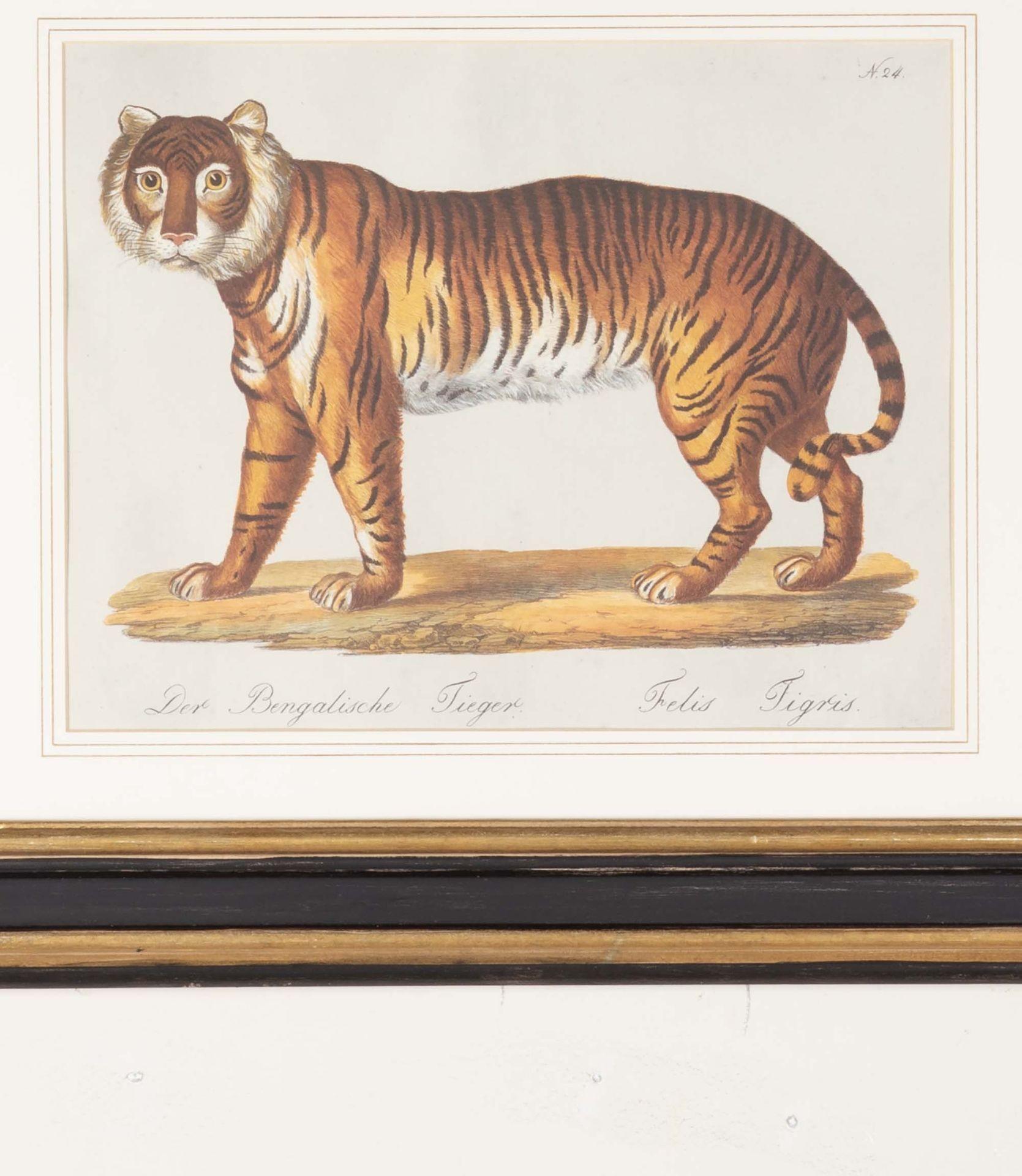 German Set of Four 19th Century Zoological Hand Coloured Lithographs For Sale