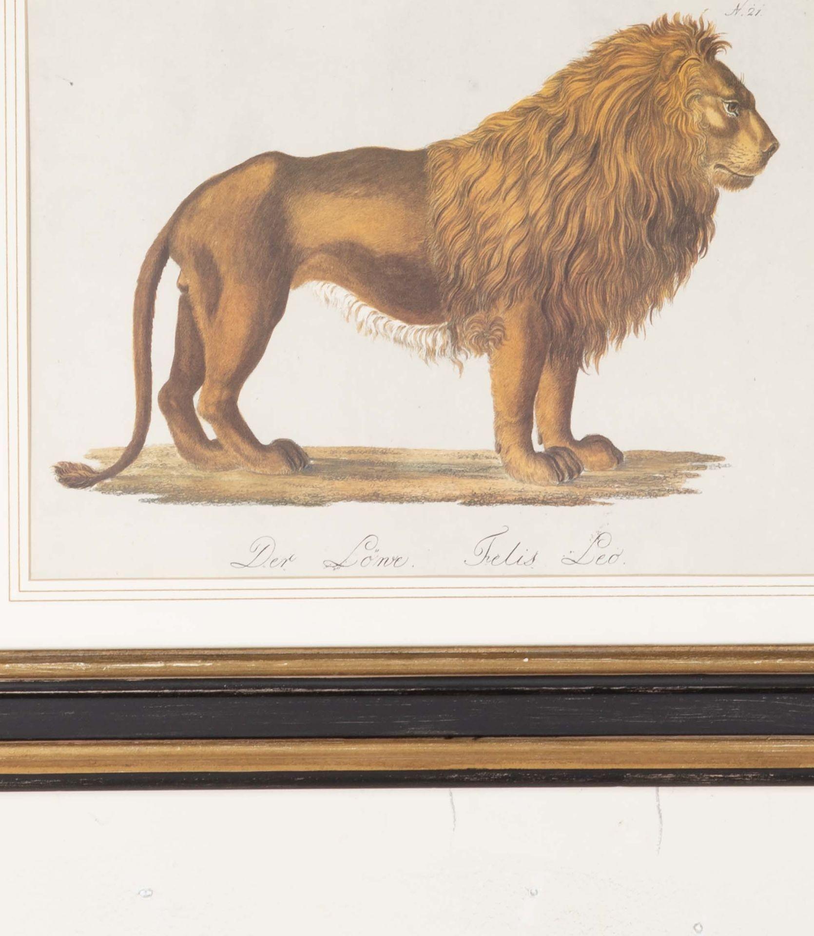 Set of Four 19th Century Zoological Hand Coloured Lithographs In Good Condition For Sale In Gloucestershire, GB