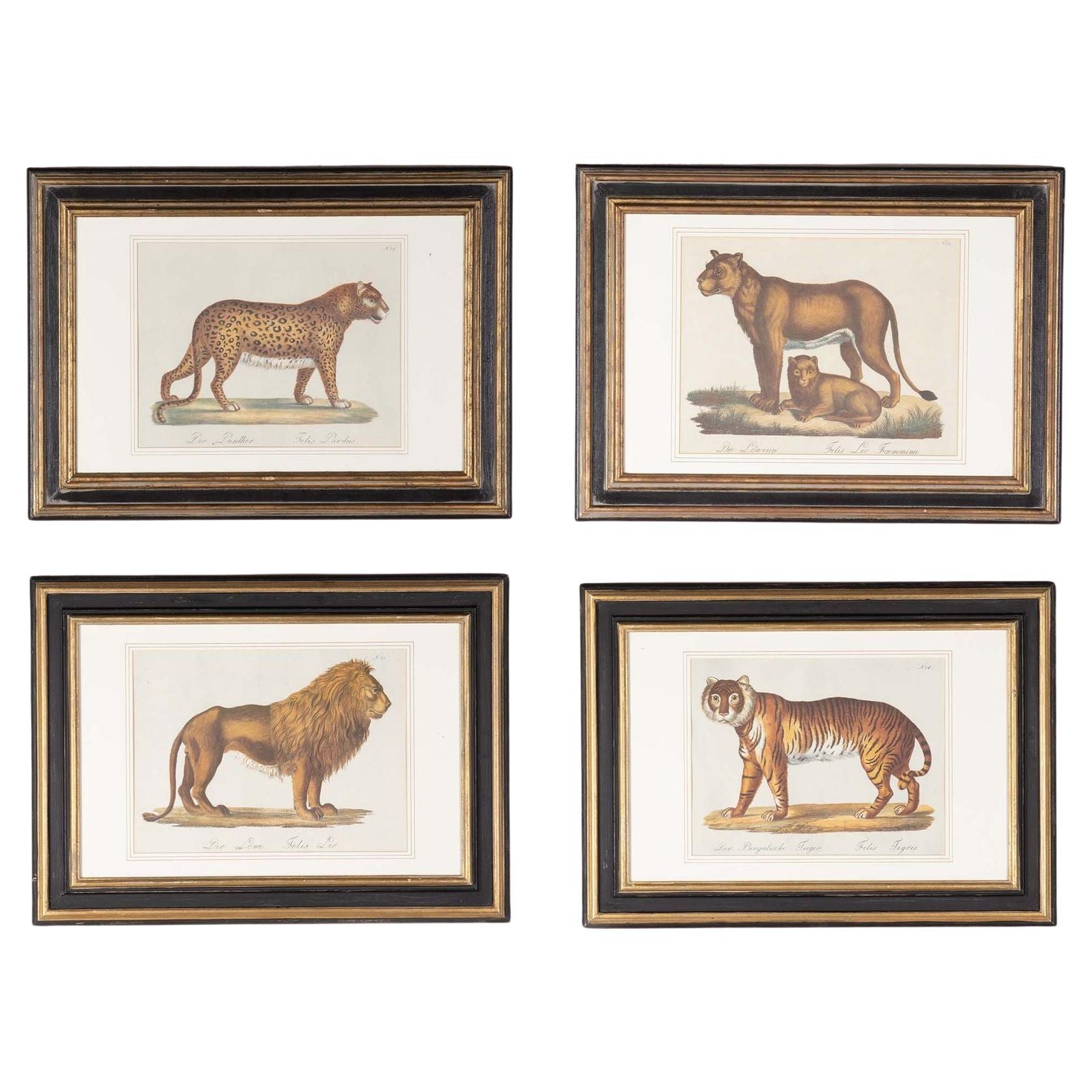 Set of Four 19th Century Zoological Hand Coloured Lithographs For Sale