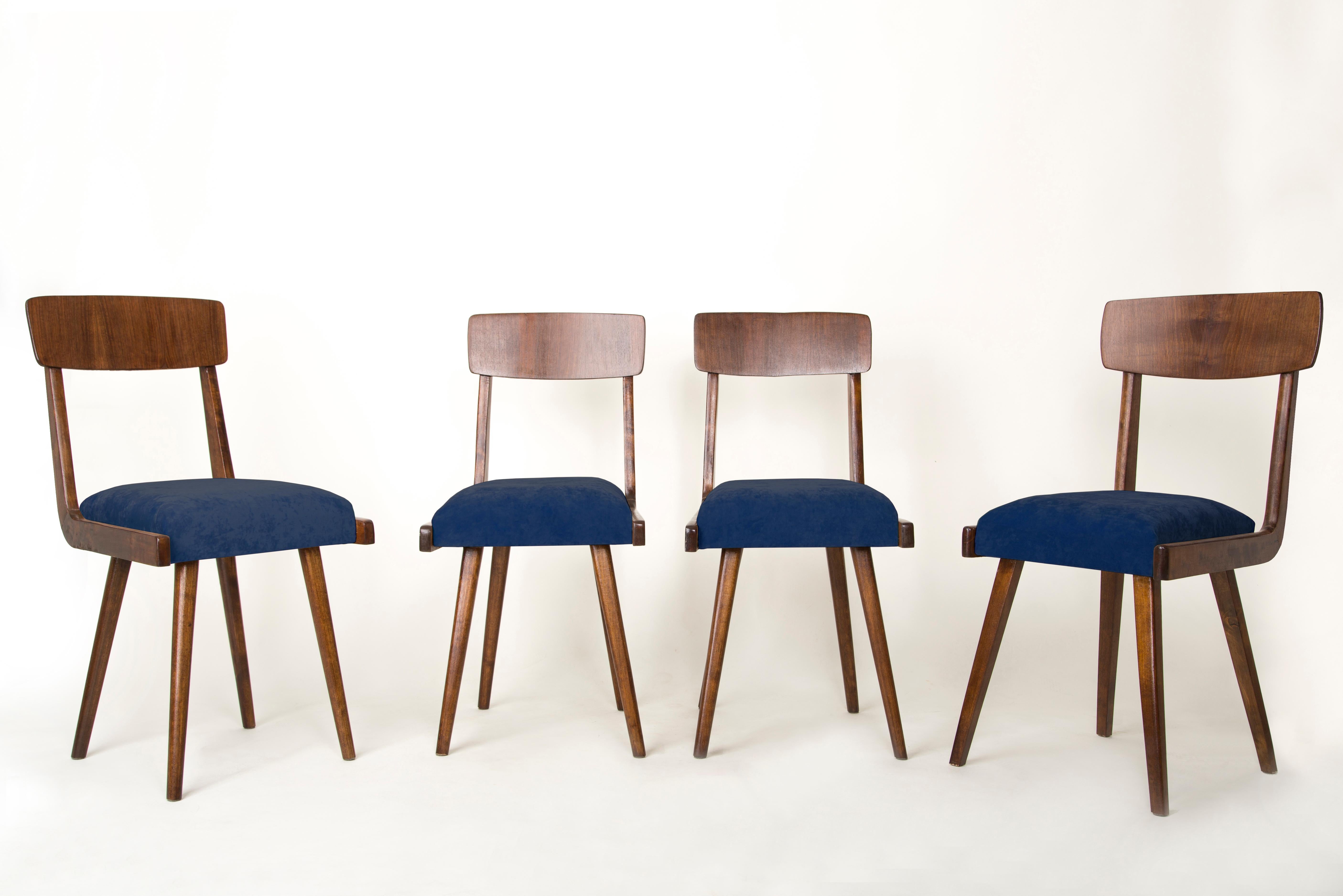 Chairs designed by prof. Rajmund Halas. They have been made of beechwood. They have undergone a complete upholstery renovation, the woodwork has been refreshed. Seats were dressed in navy blue soft velvet. They are stabile and very shapely. Chairs