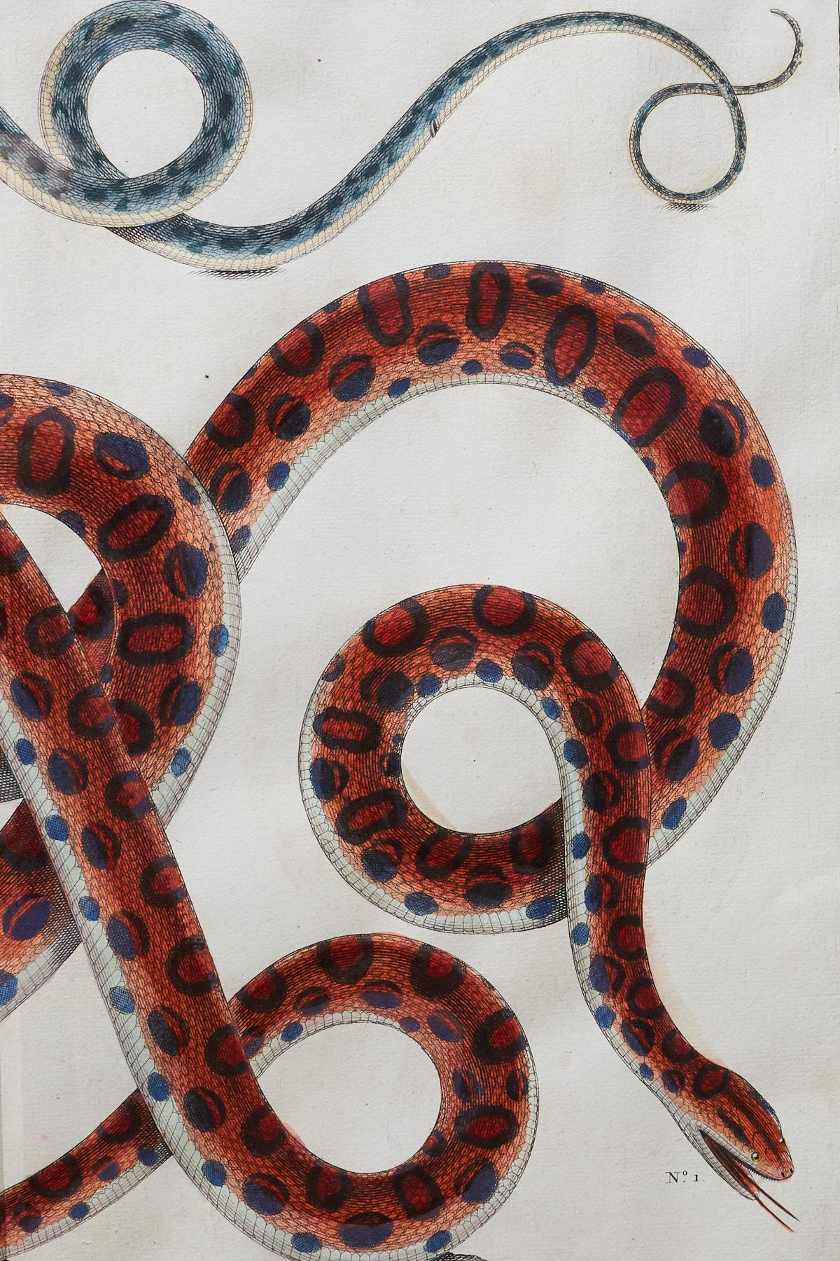Set of Four Albertus Seba Hand-Colored Snake Prints 2
