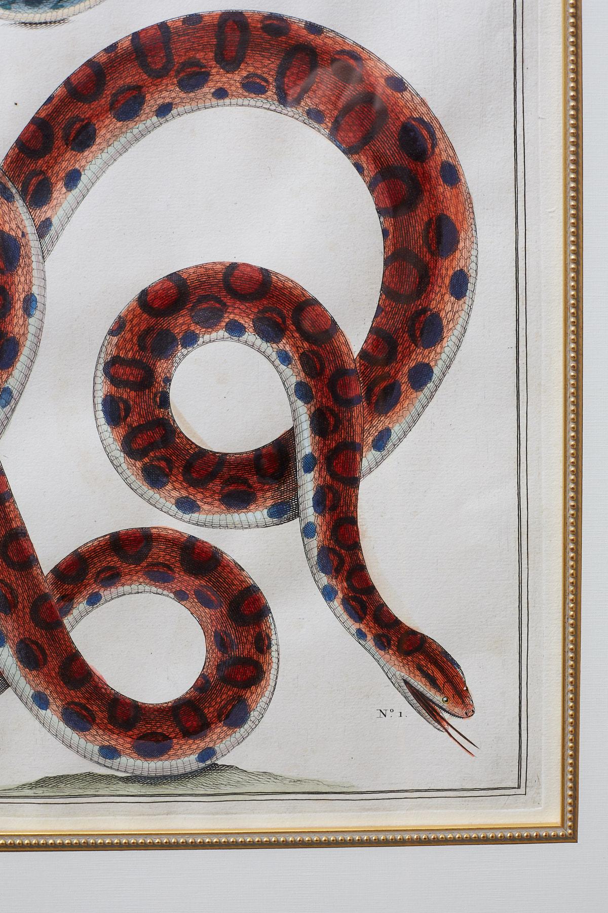 Set of Four Albertus Seba Hand-Colored Snake Prints 3