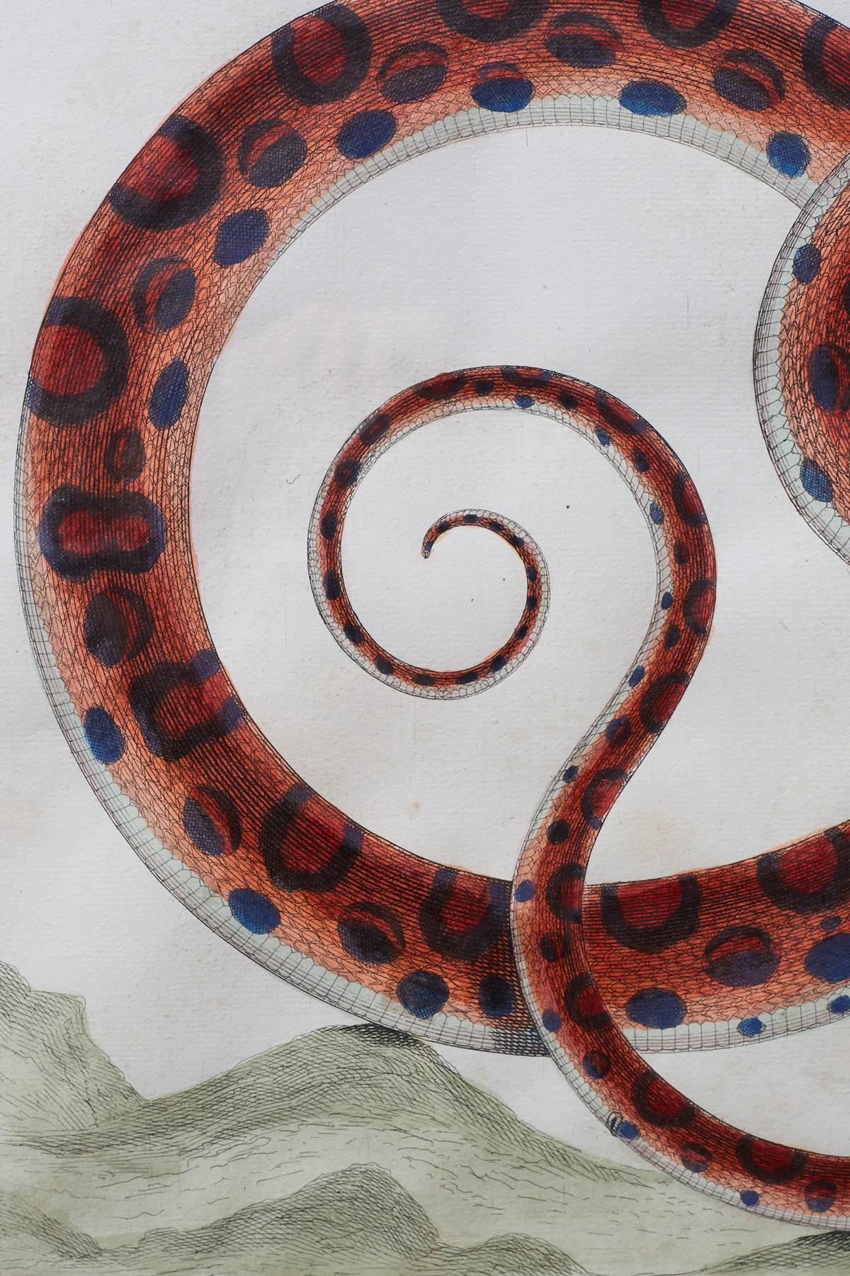 Set of Four Albertus Seba Hand-Colored Snake Prints 4