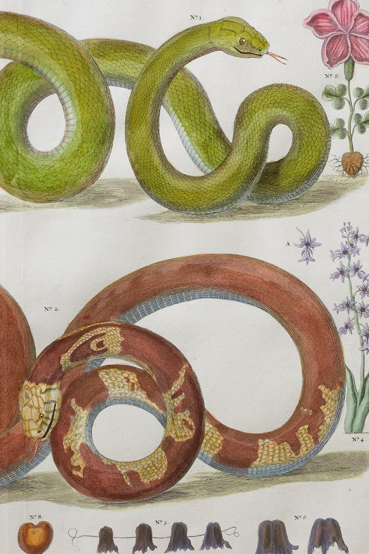 Set of Four Albertus Seba Hand-Colored Snake Prints 6