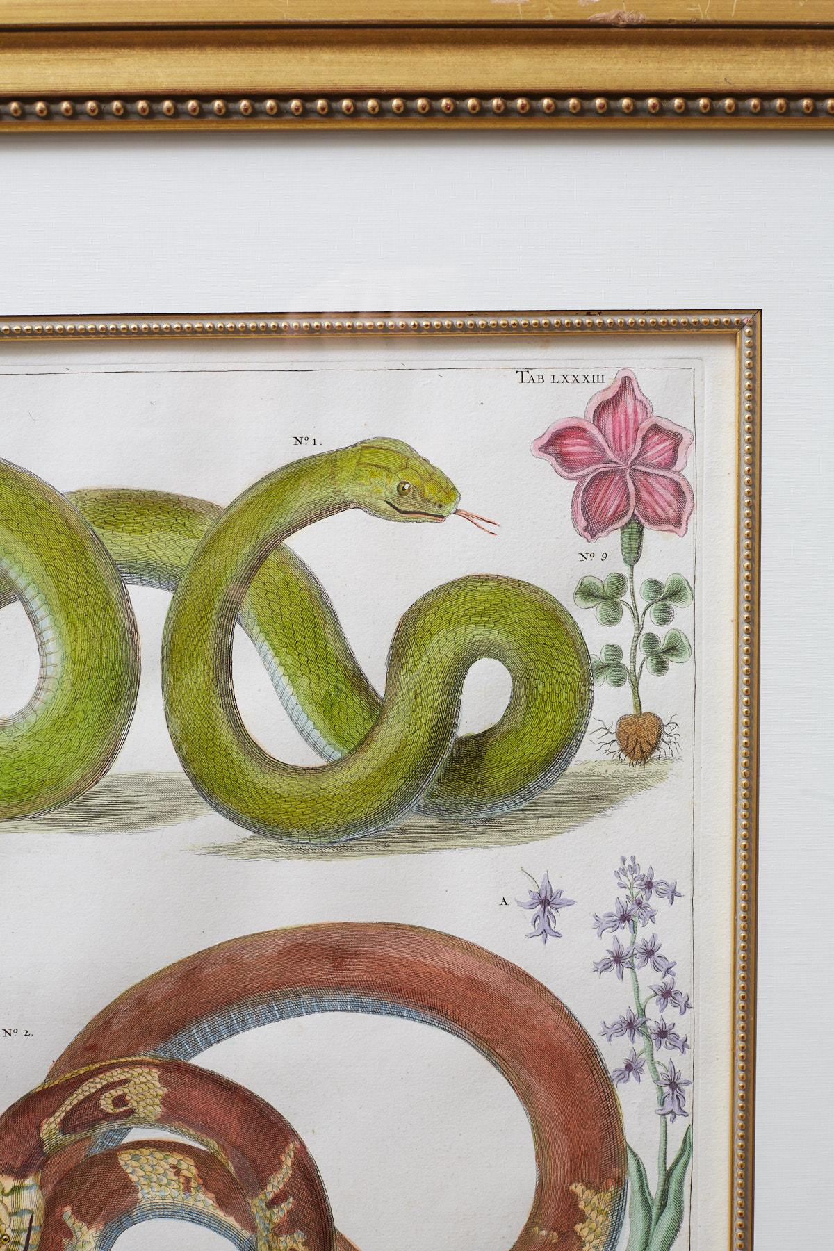 Set of Four Albertus Seba Hand-Colored Snake Prints 7